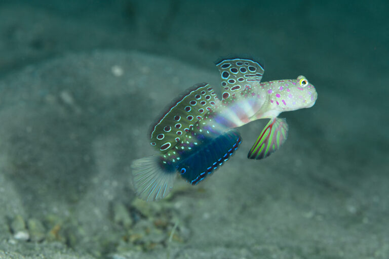 オイランハゼのディスプレイ(Cryptocentrus melanopus)