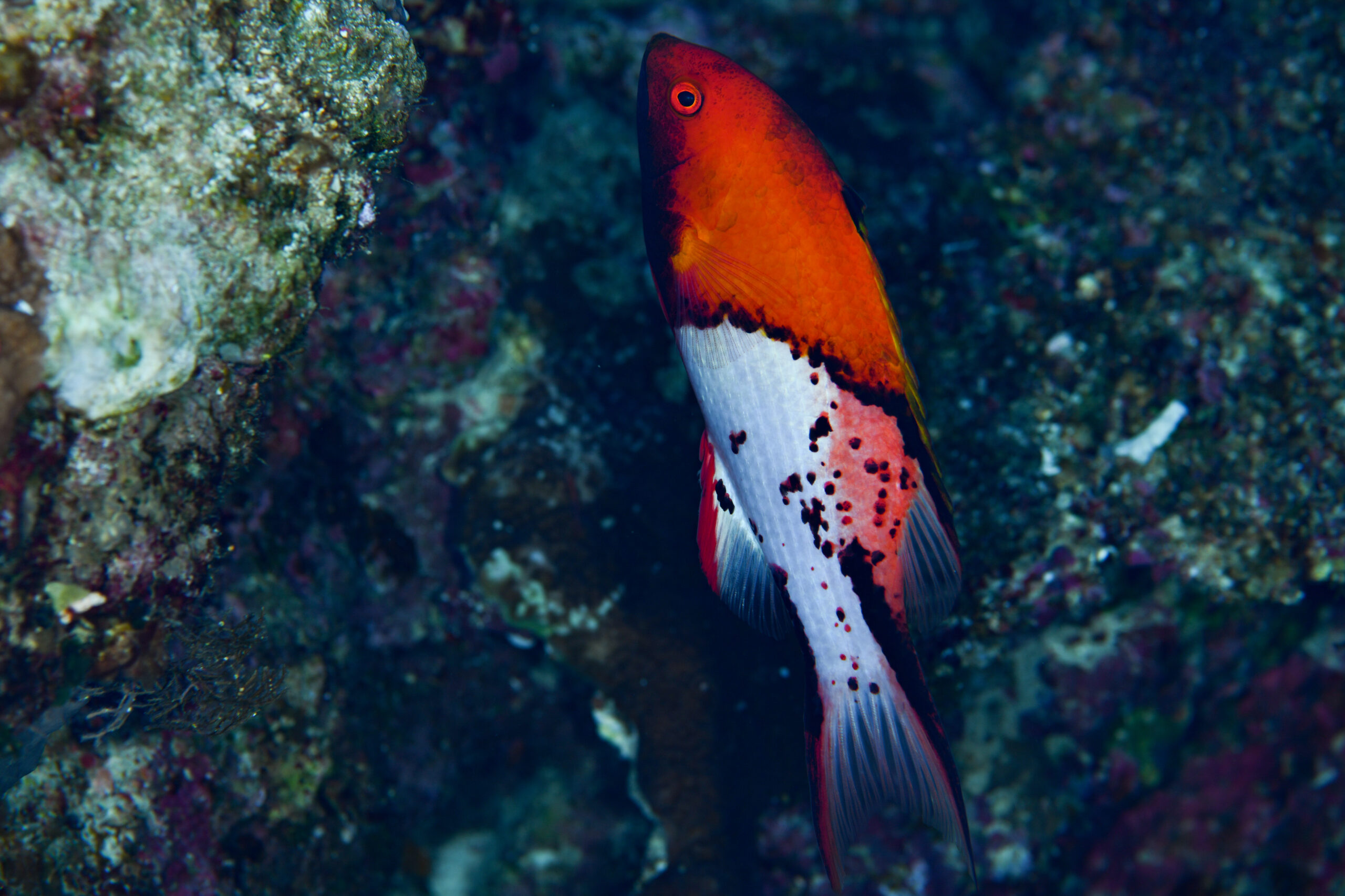 ヒオドシベラの成魚