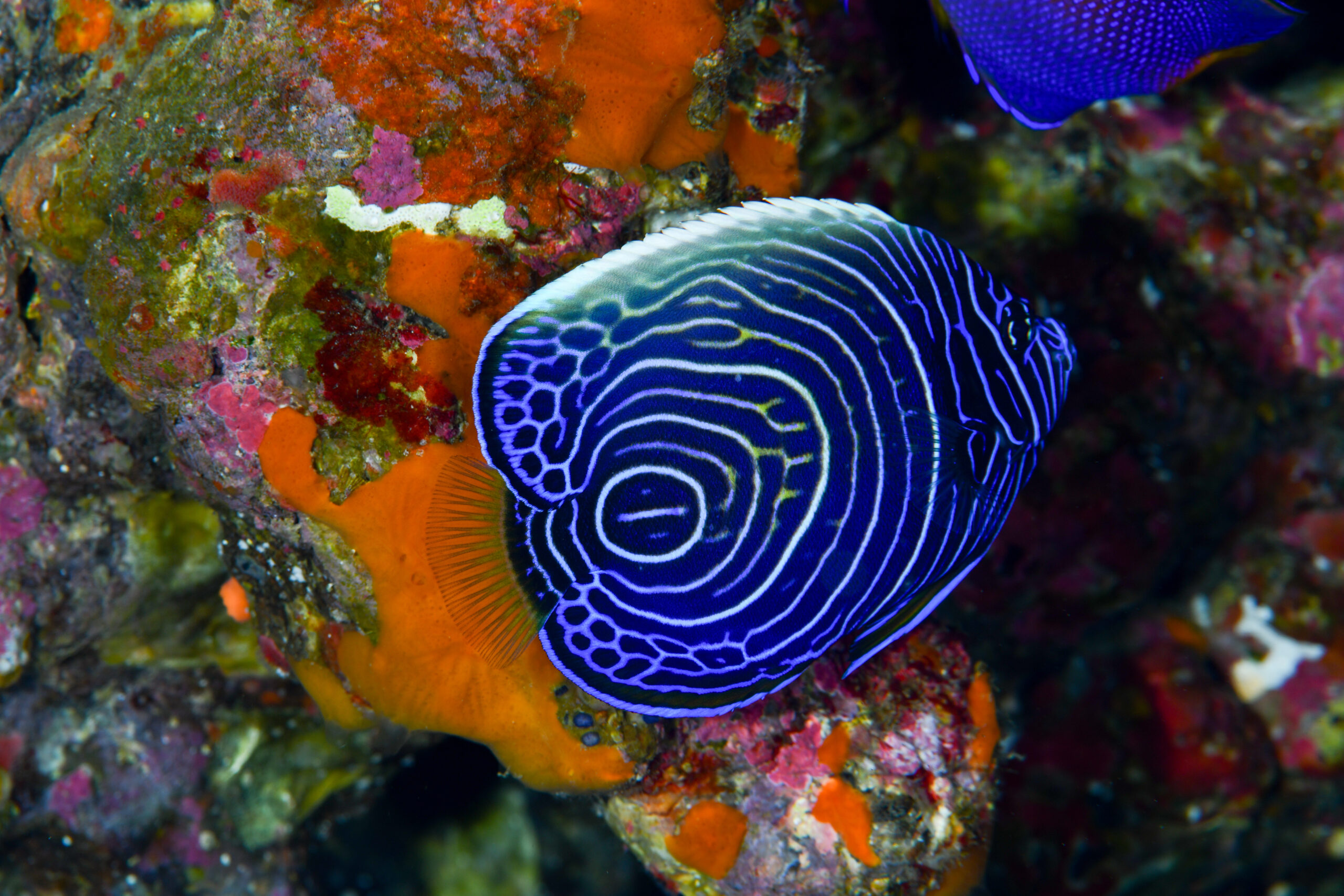 タテジマキンチャクダイの若魚