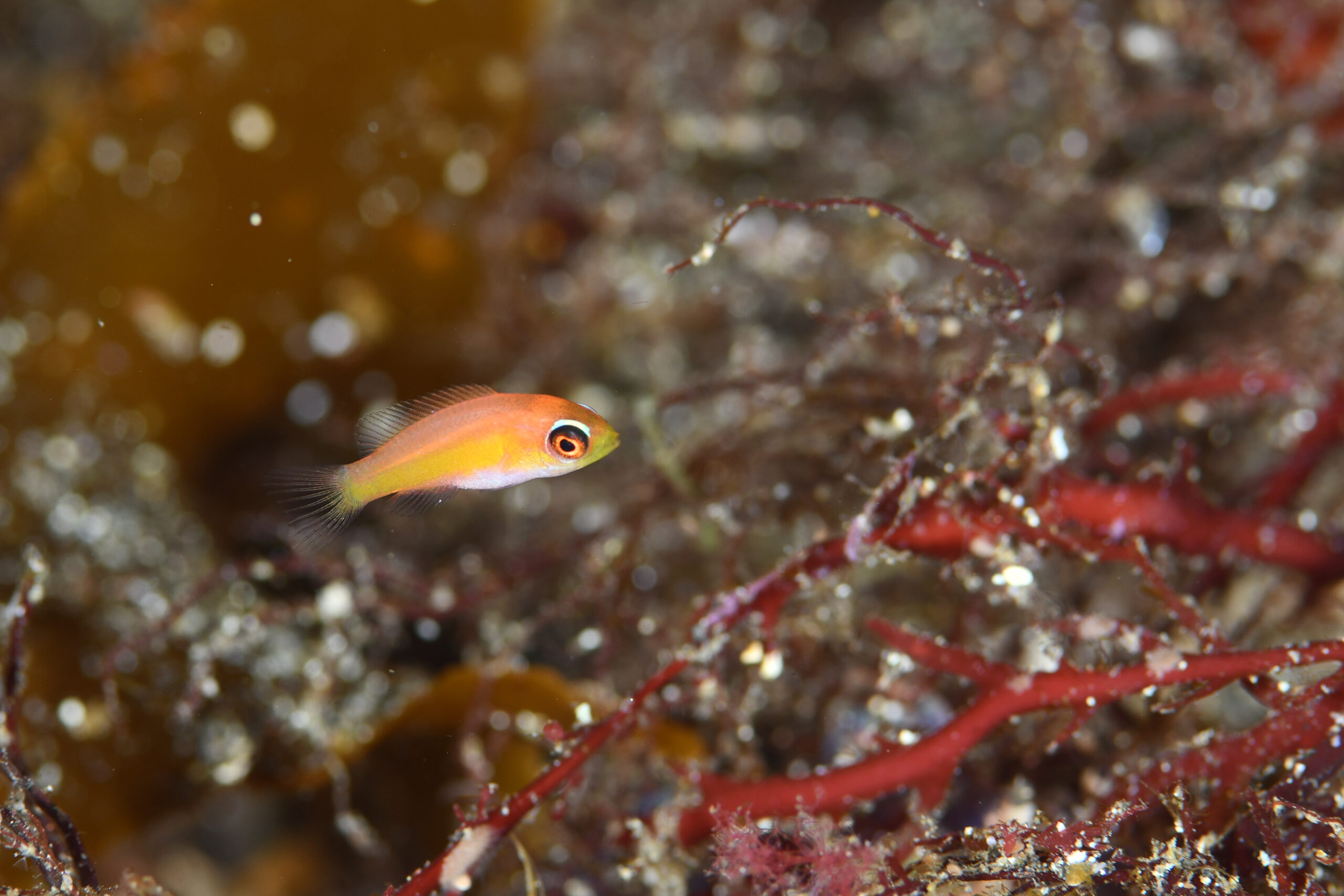 クジャクベラの幼魚