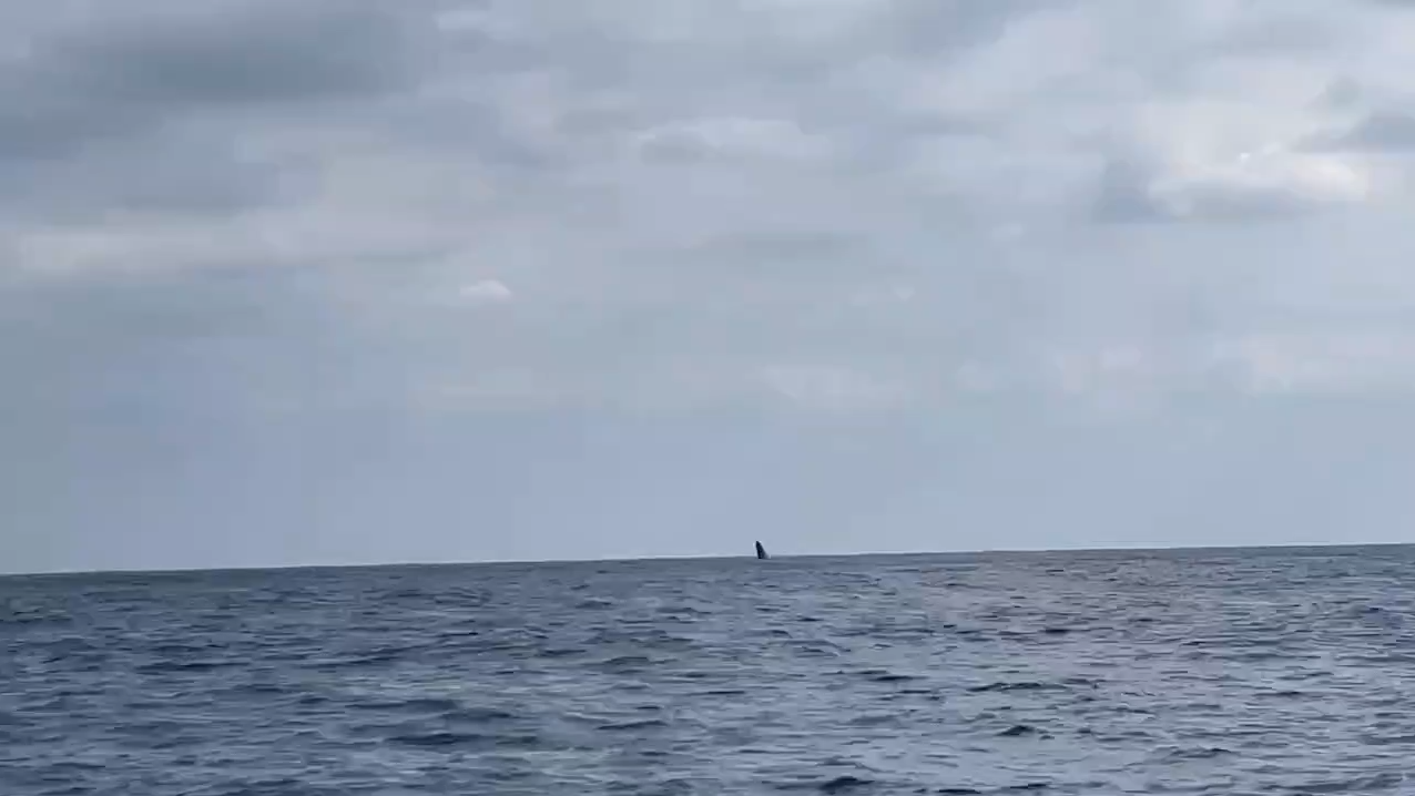 ザトウクジラのブリーチ
