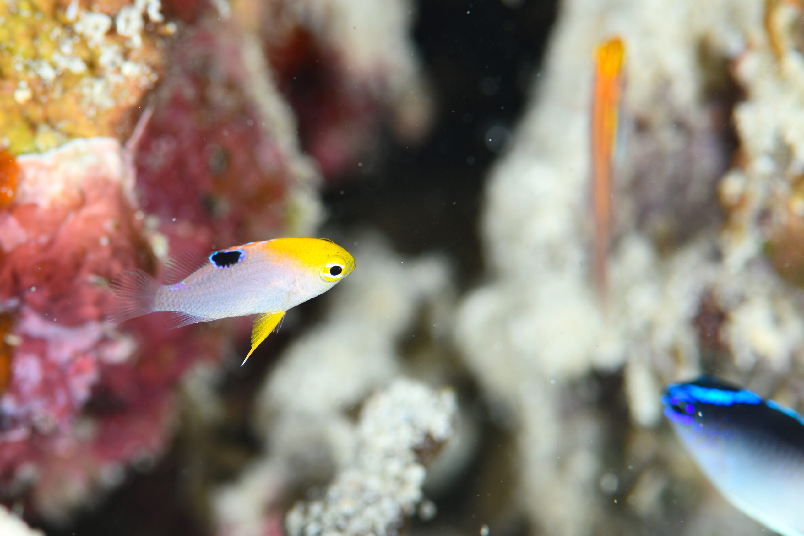 タルボッツダムゼルの幼魚