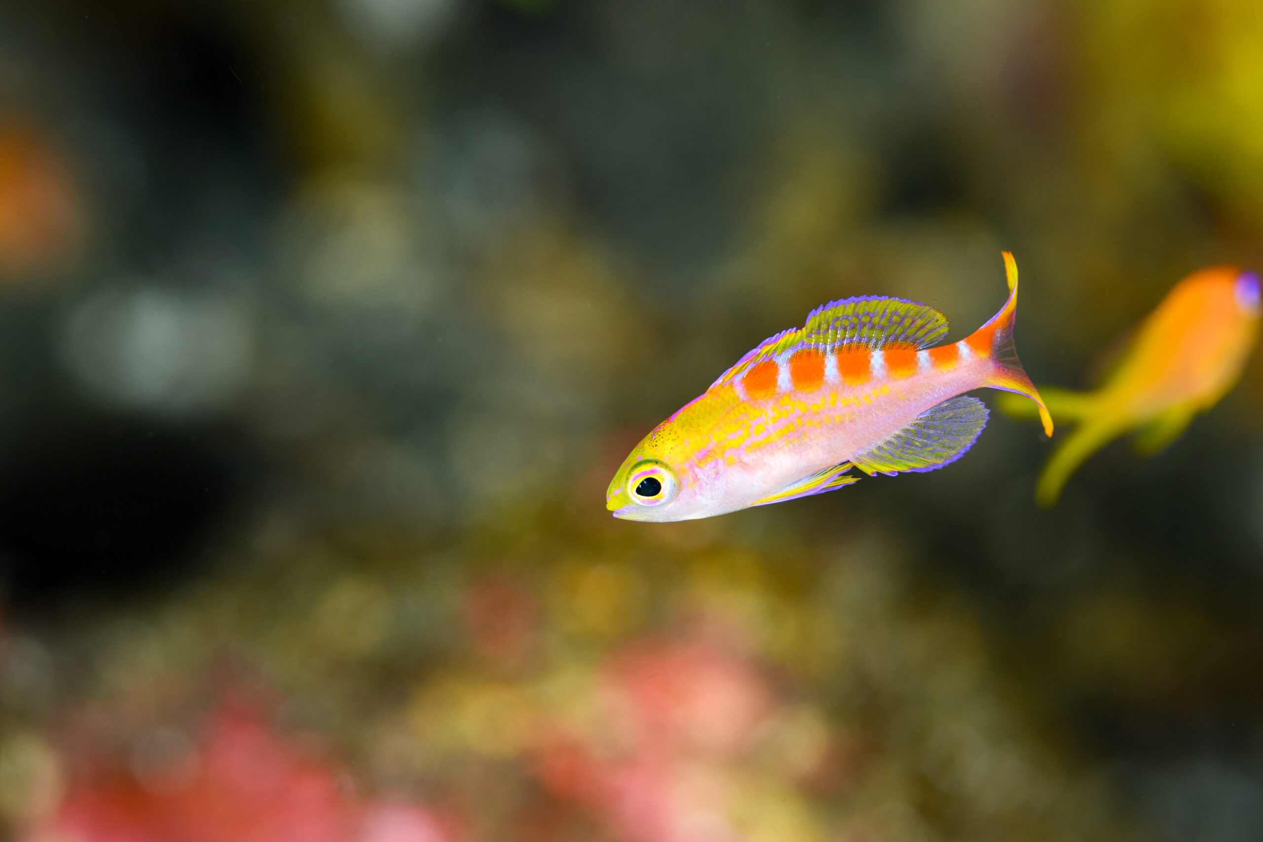 アサヒハナゴイの幼魚