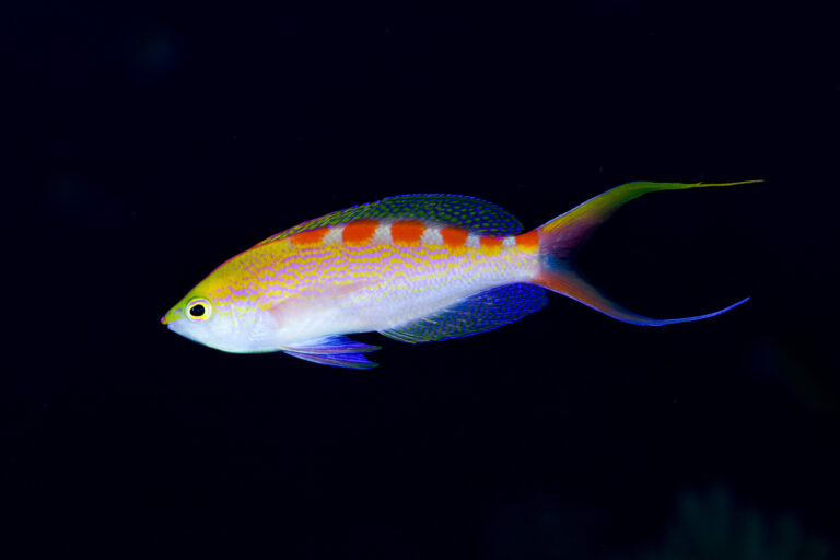 海の中で出会った、ひとこま。アサヒハナゴイ(Pyronotanthias flavoguttatus)