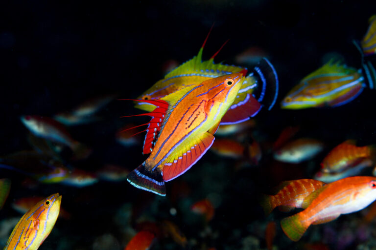 クジャクベラの婚姻色(Paracheilinus carpenteri)