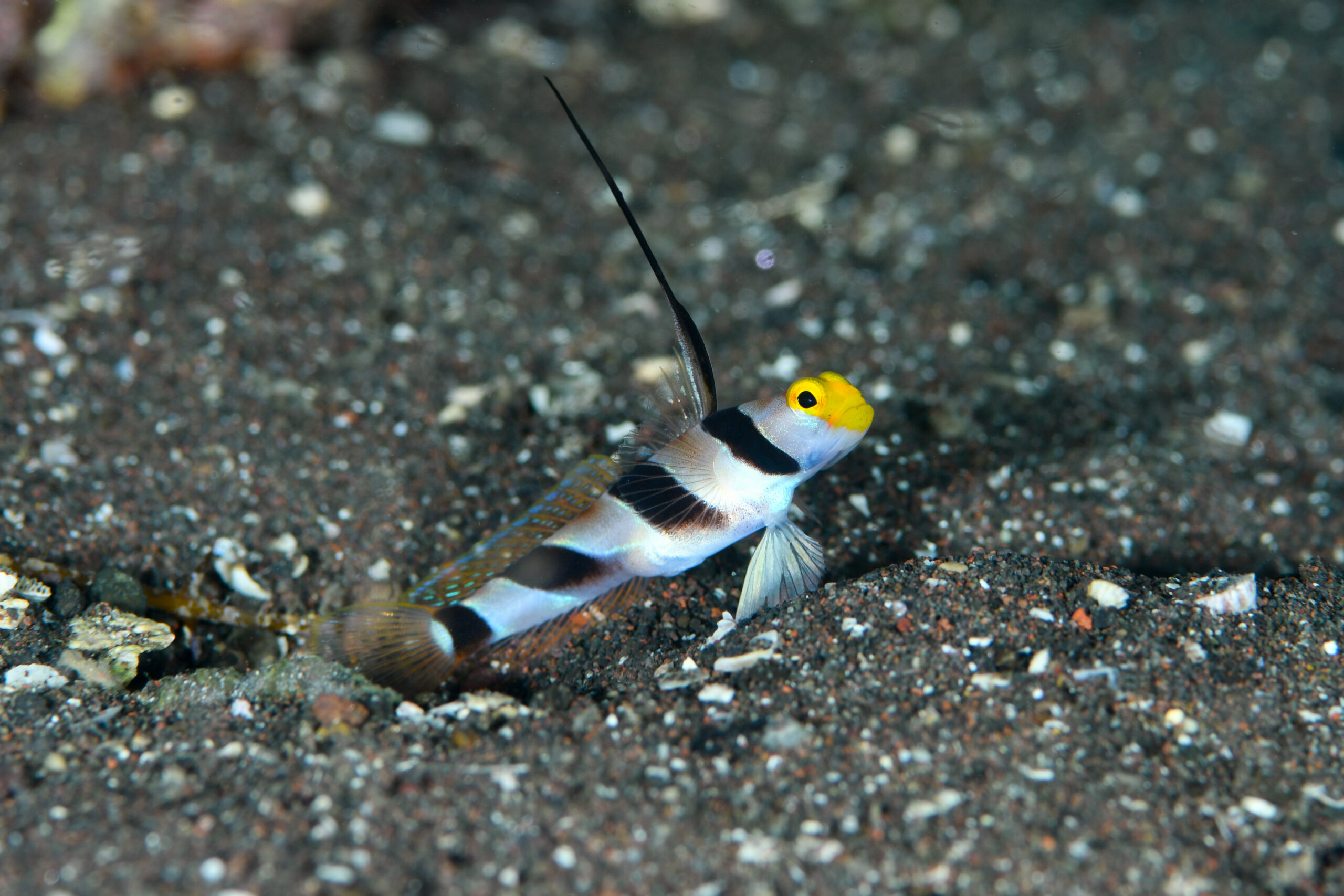 ヒレナガネジリンボウ