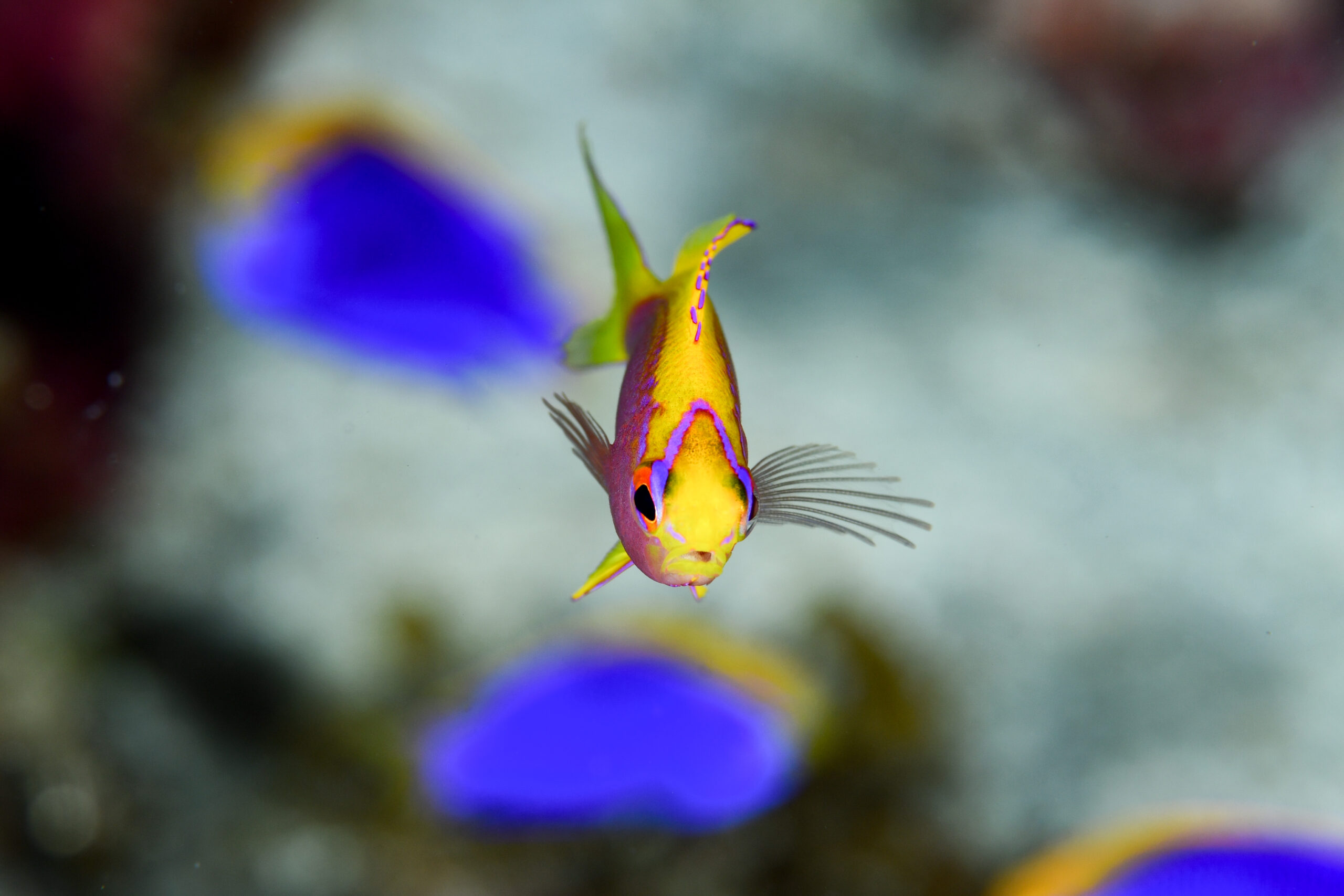 ニラミハナダイ