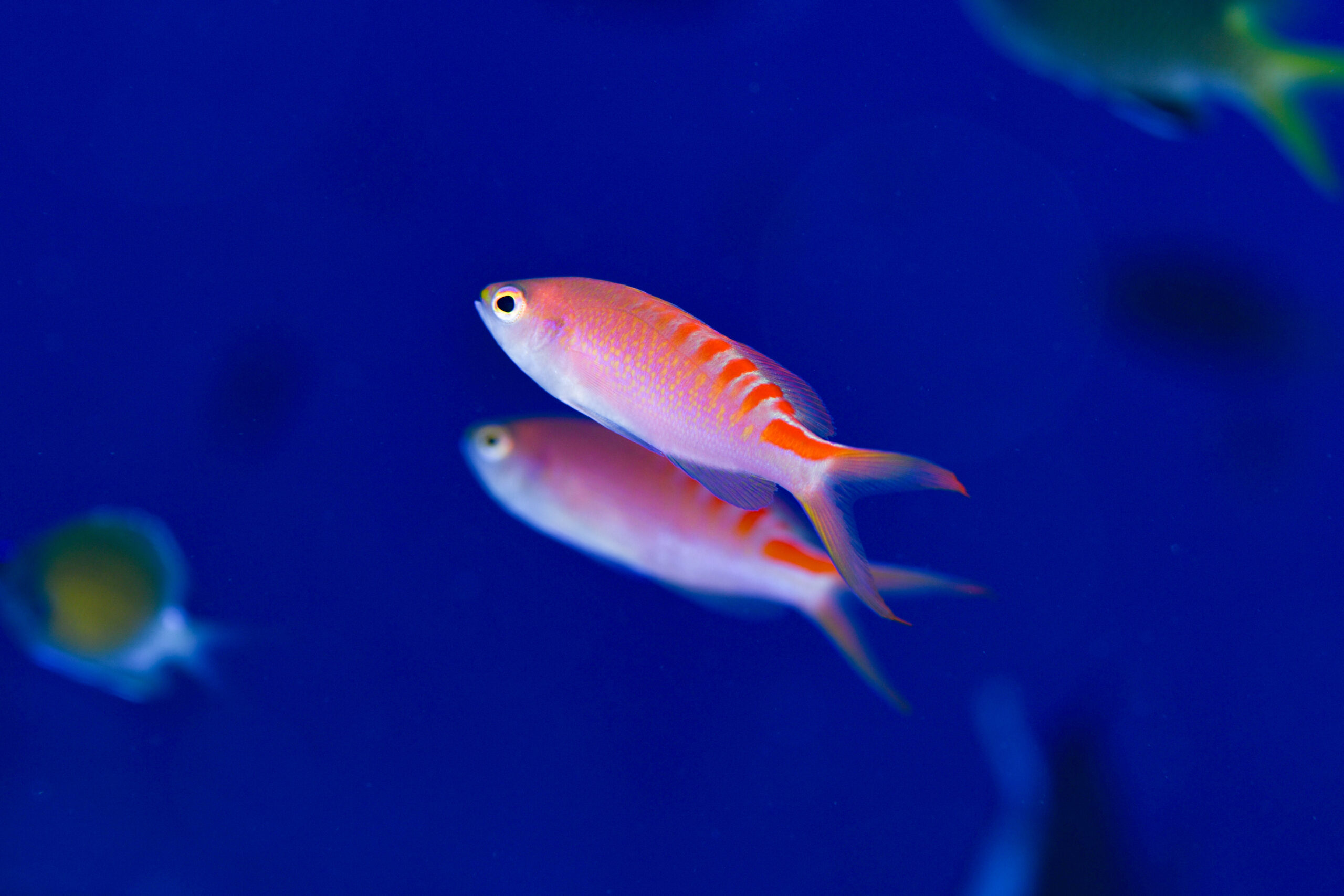 アカボシハナゴイ(Pseudanthias lori)