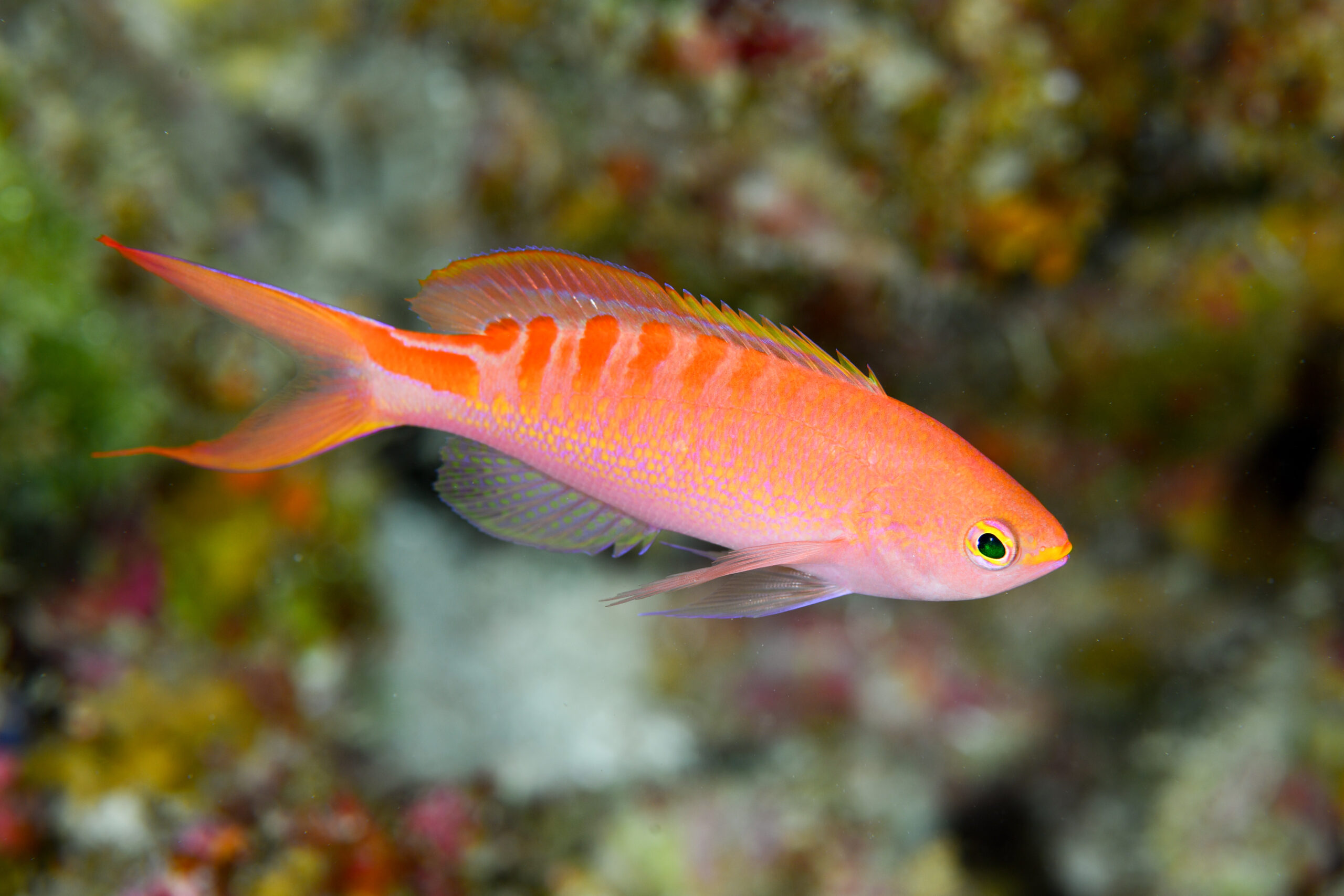 アカボシハナゴイ（Pseudanthias lori）