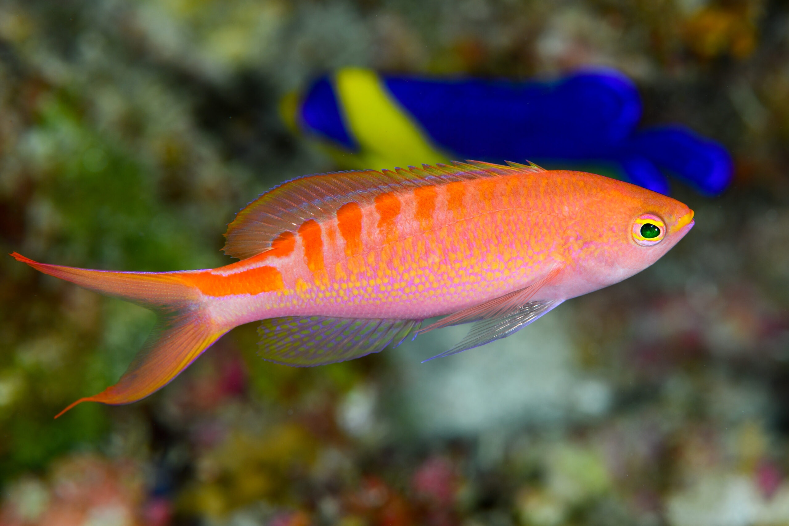 アカボシハナゴイのオス(♂)(Pseudanthias lori)