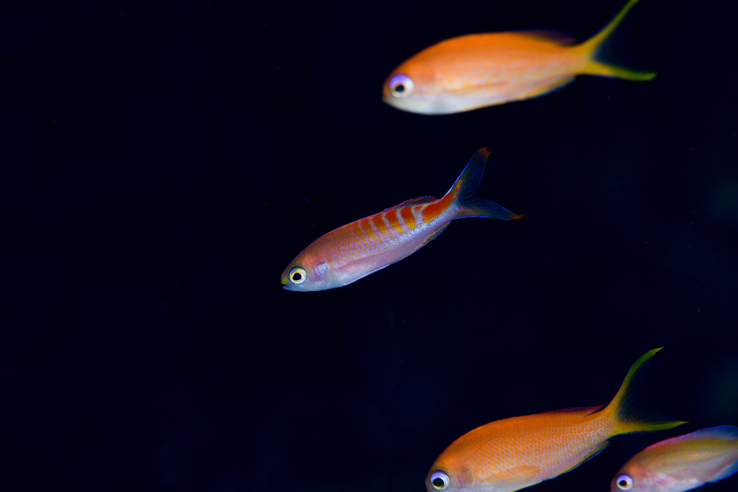 アカボシハナゴイ（Pseudanthias lori）