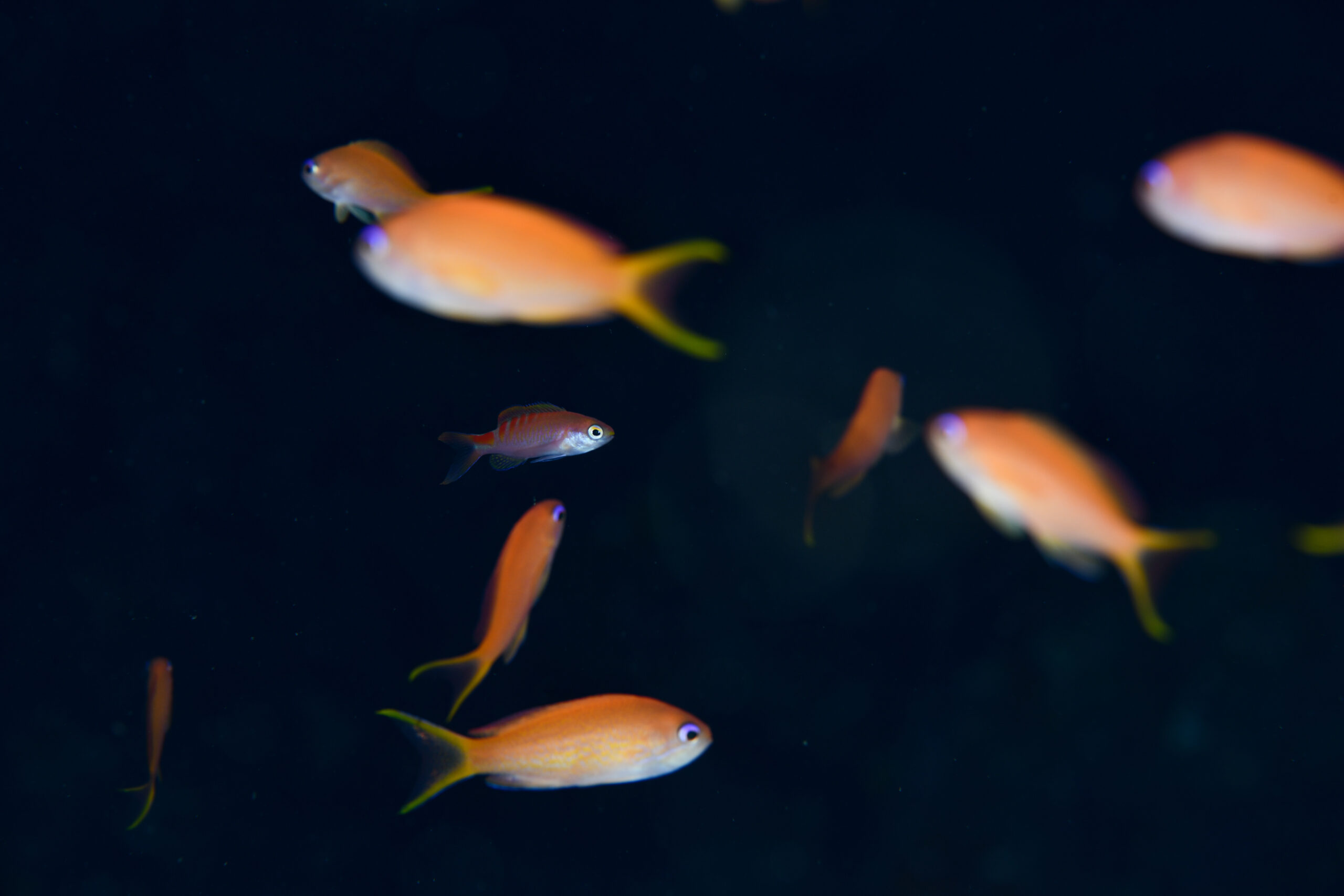 
アカボシハナゴイ（Pseudanthias lori）