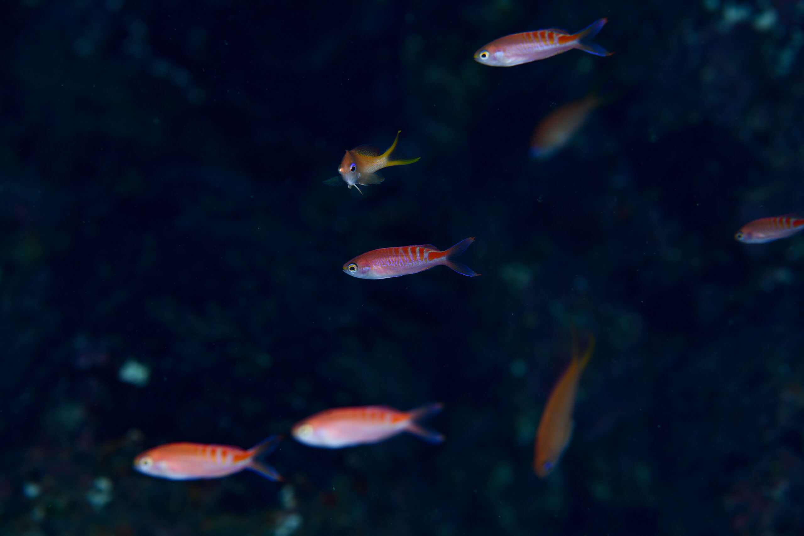 アカボシハナゴイ（Pseudanthias lori）