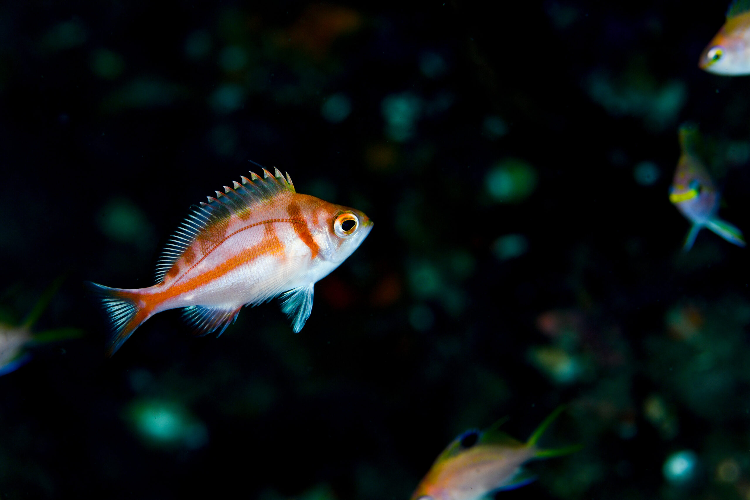 アカイサキ（Caprodon schlegelii）