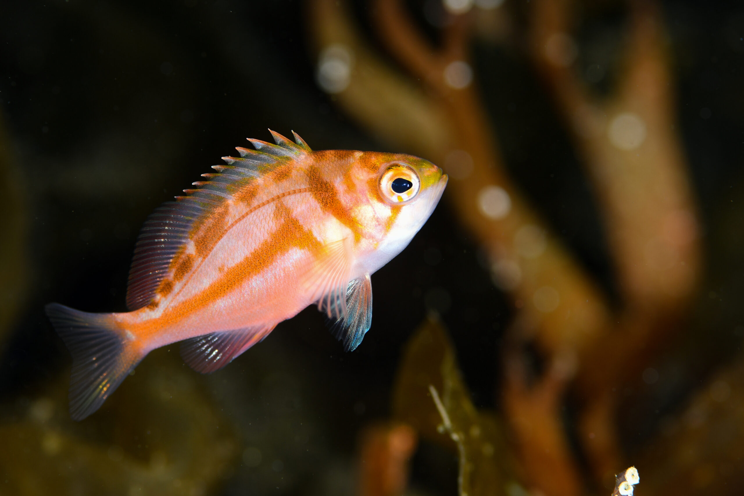 アカイサキ(Caprodon schlegelii)