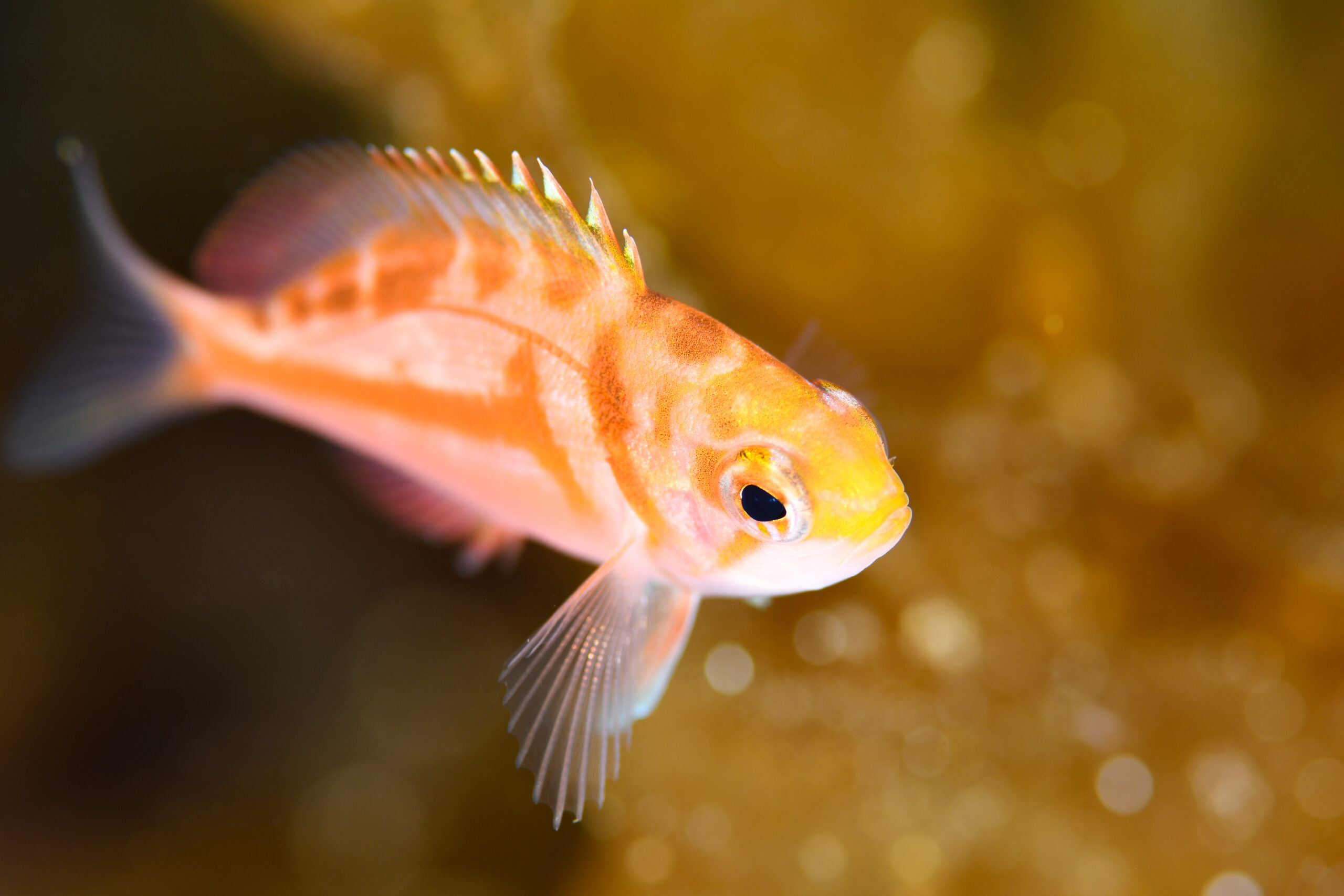 アカイサキ(Caprodon schlegelii)