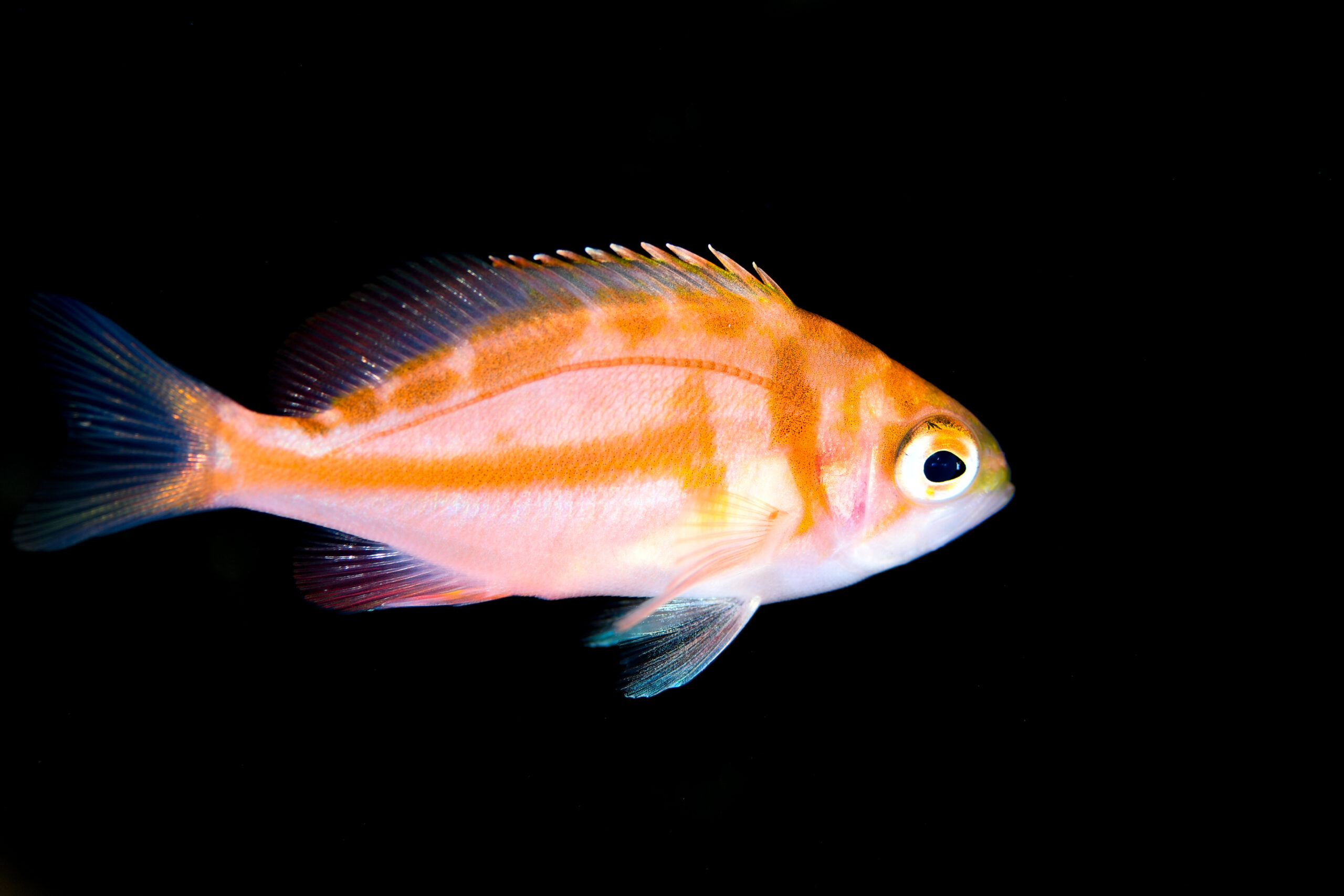 アカイサキ(Caprodon schlegelii)