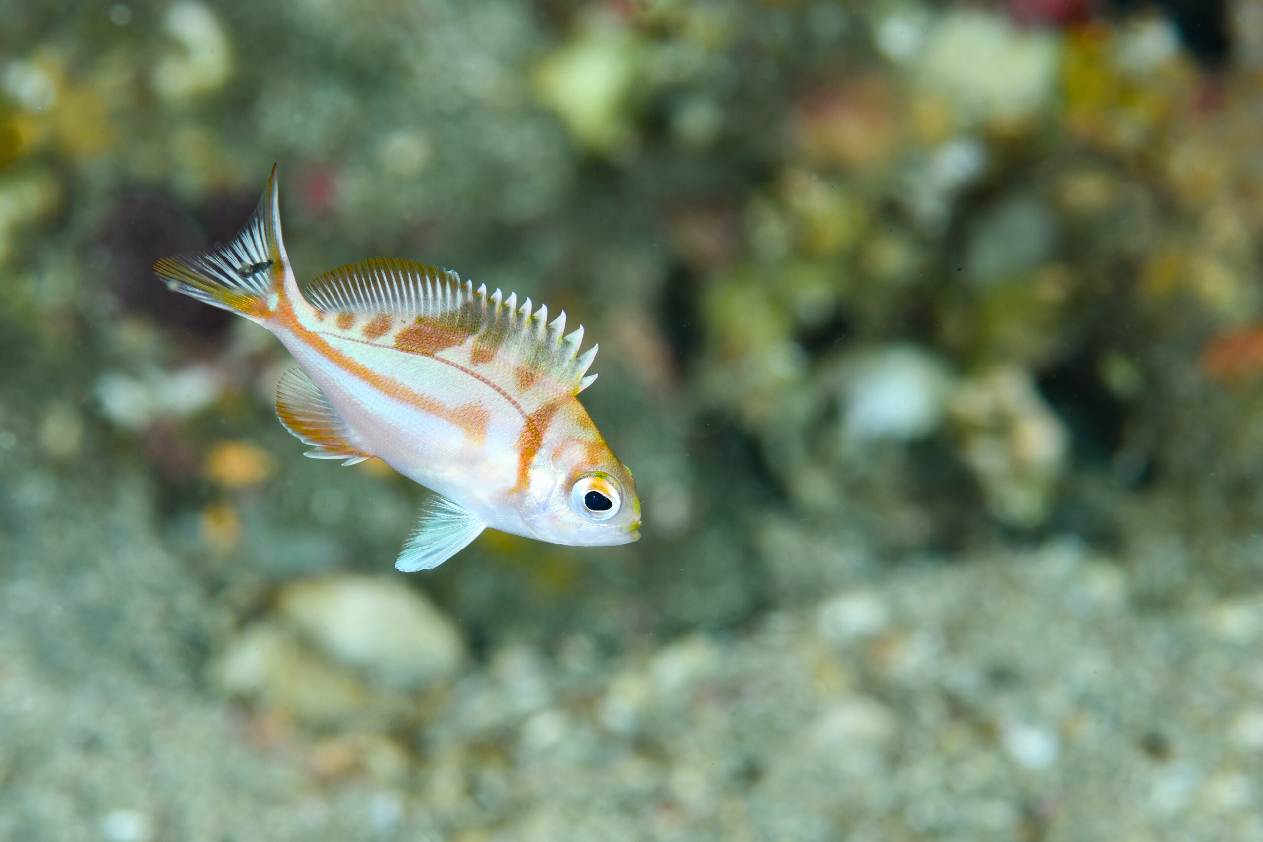 アカイサキ(Caprodon schlegelii)