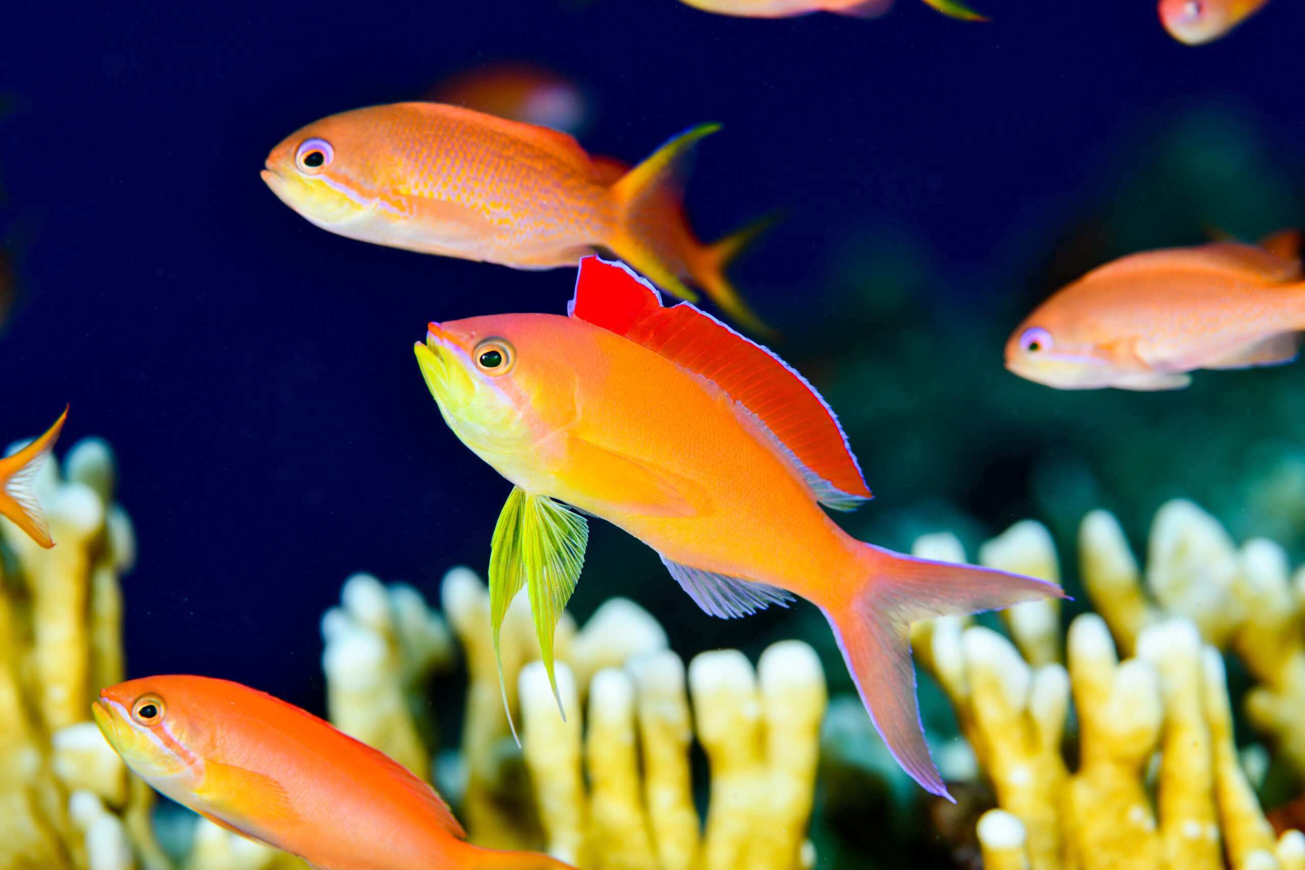 アカネハナゴイ（Pseudanthias dispar）