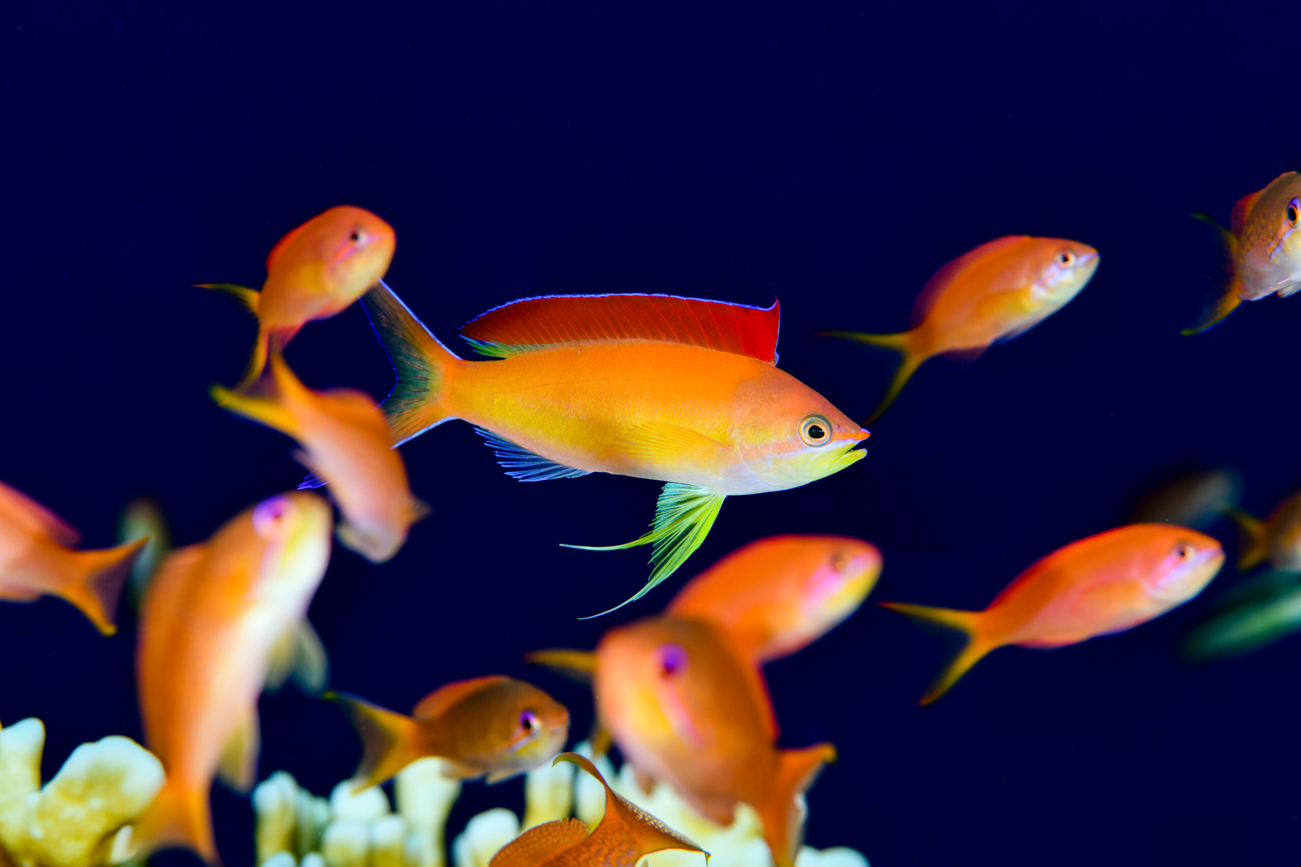 アカネハナゴイの婚姻色（Pseudanthias dispar）