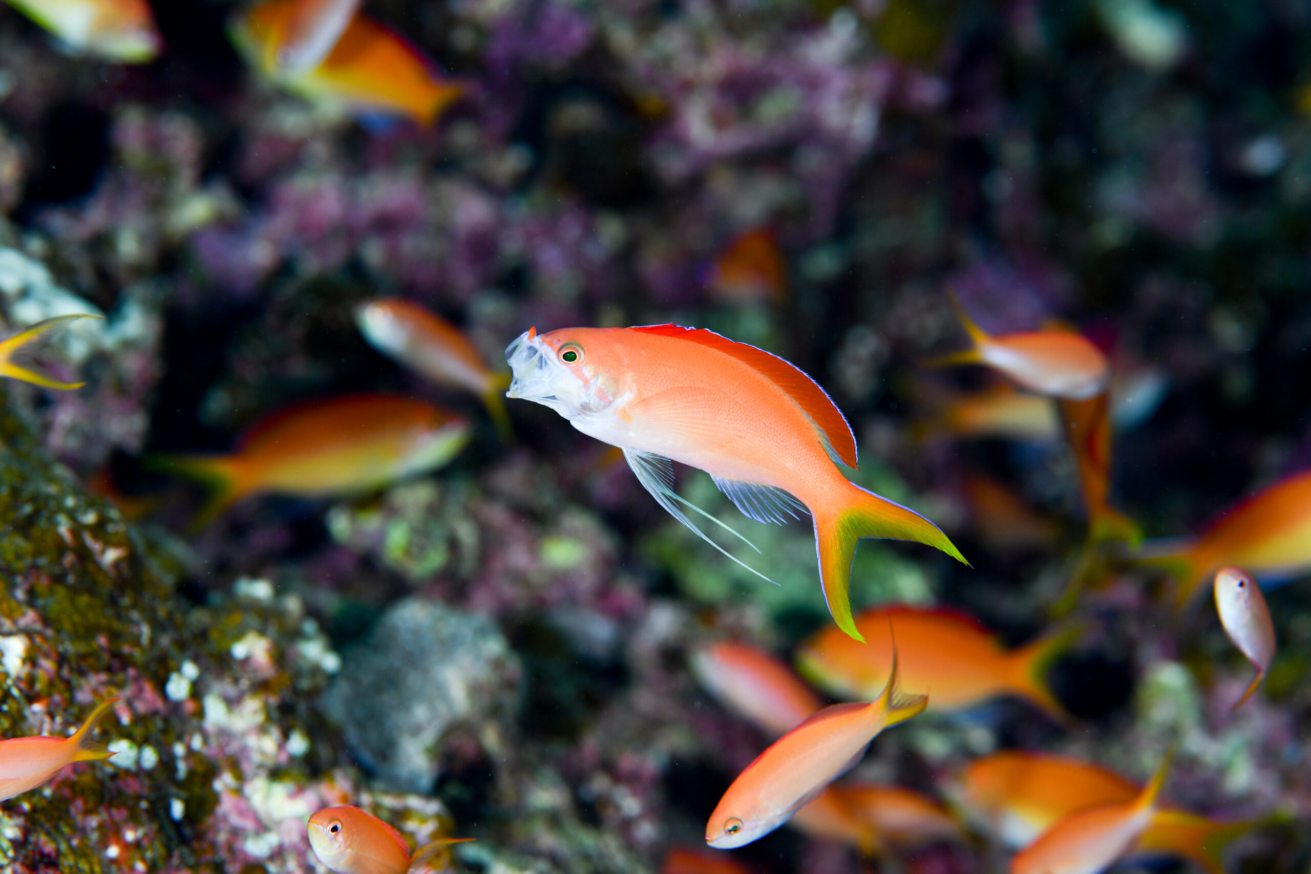 アカネハナゴイのオス（♂）（Pseudanthias dispar）