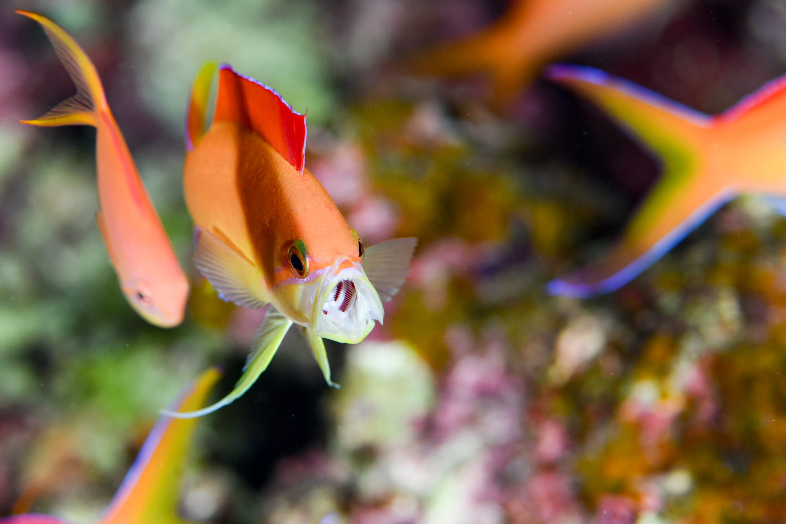 アカネハナゴイのオス（♂）（Pseudanthias dispar）