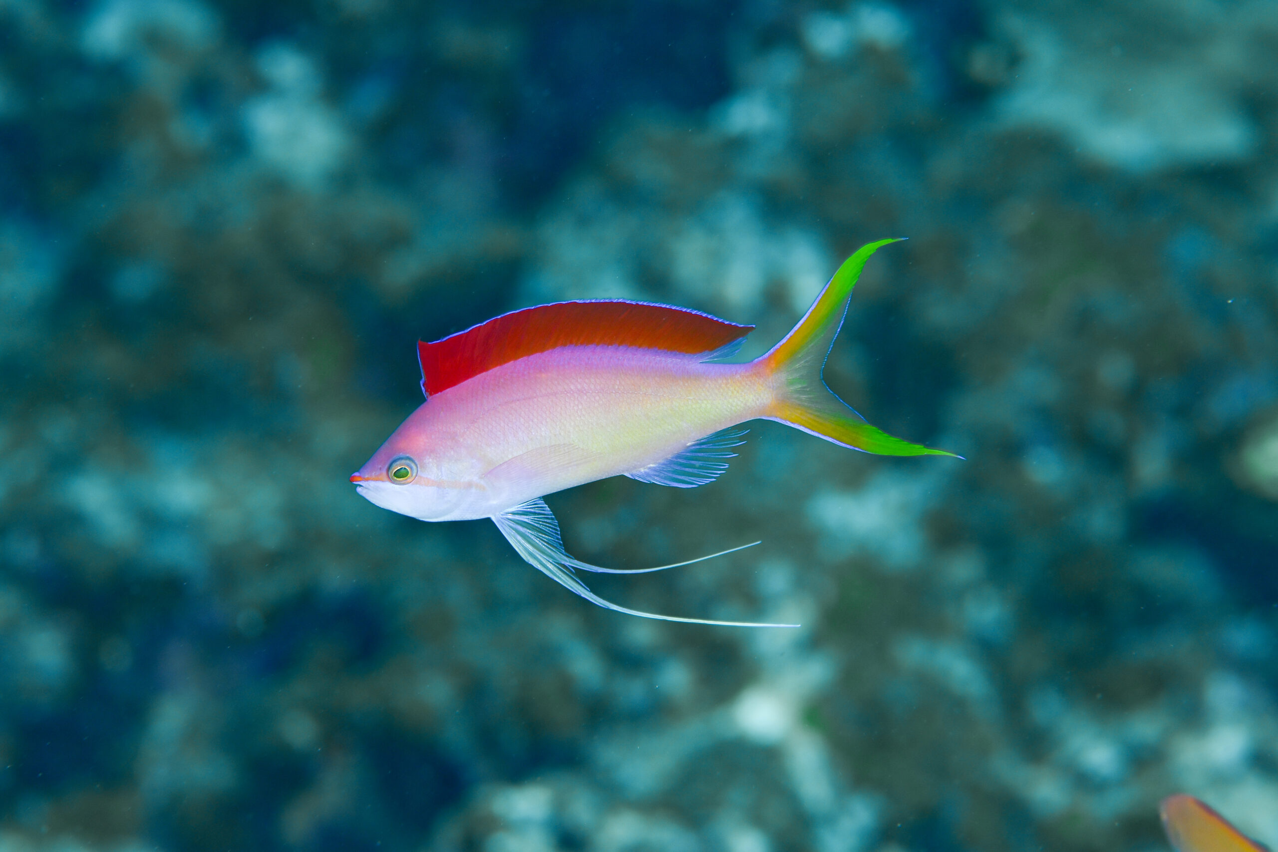 アカネハナゴイのオス（♂）（Pseudanthias dispar）