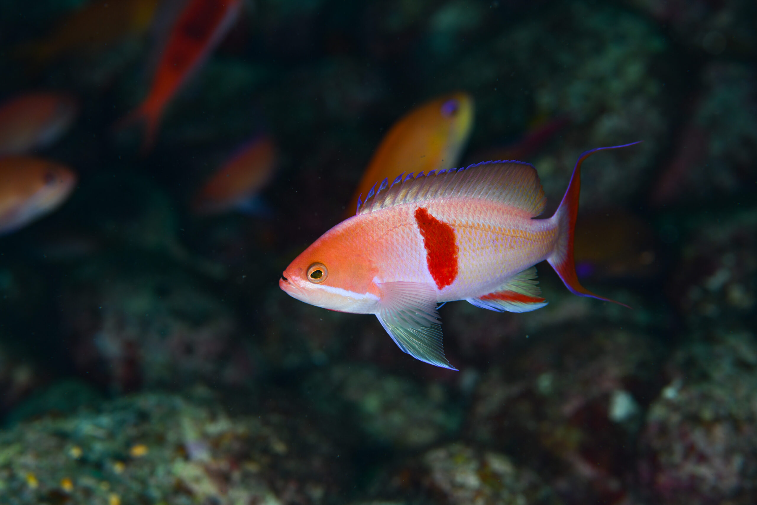 アカオビハナダイのオス（♂）（Pseudanthias rubrizonatus）