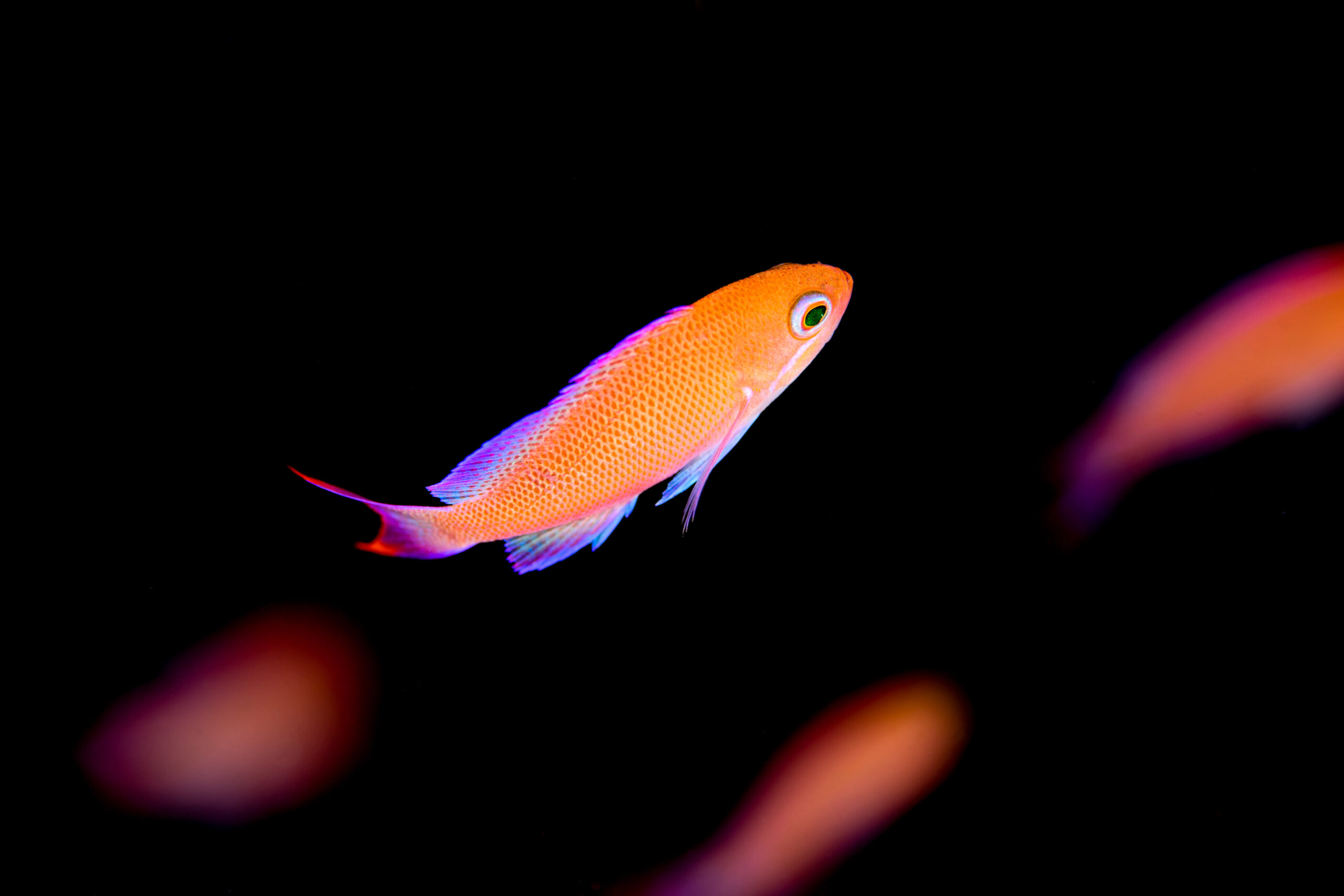 アカオビハナダイの幼魚（Pseudanthias rubrizonatus）