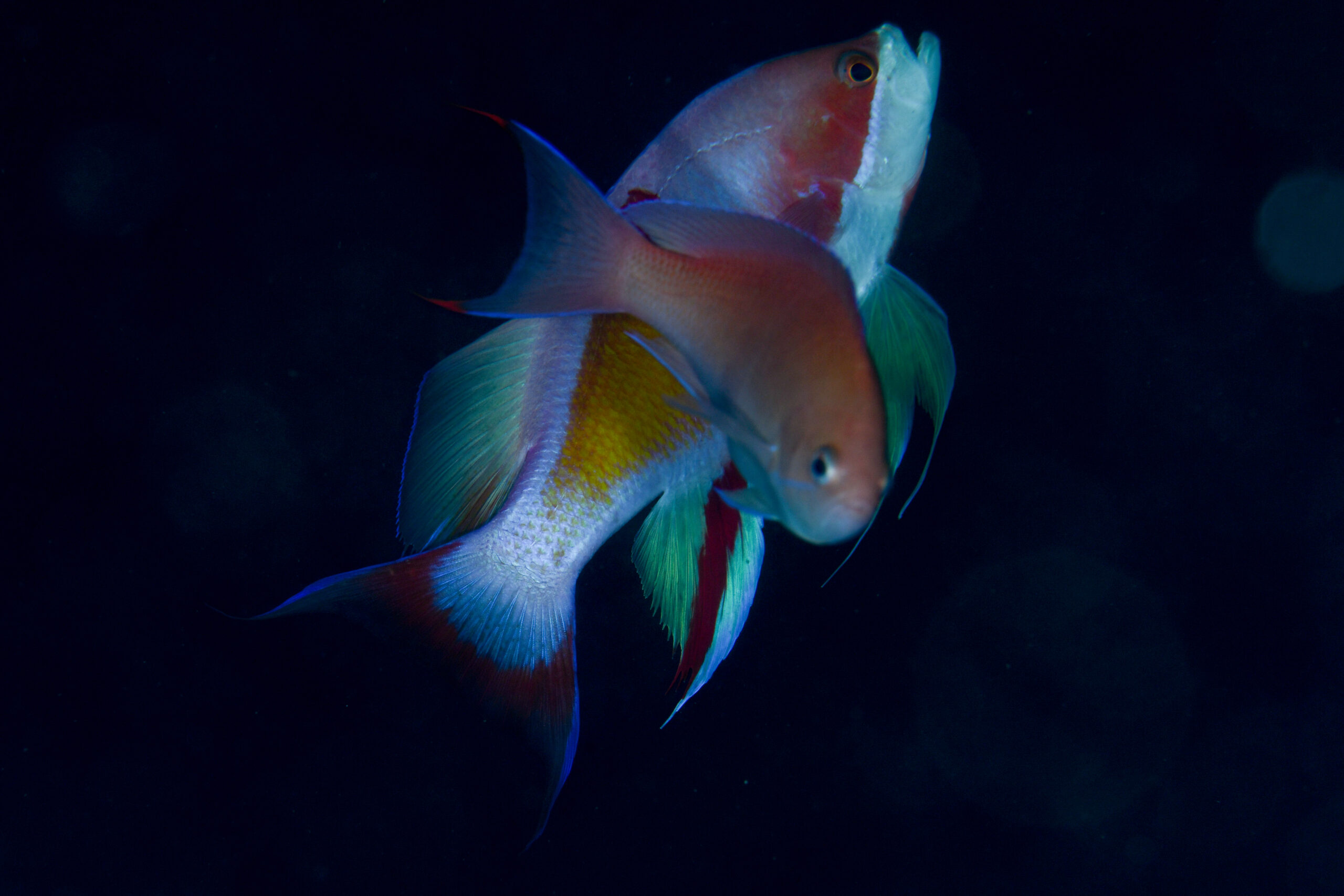 アカオビハナダイの婚姻色（Pseudanthias rubrizonatus）