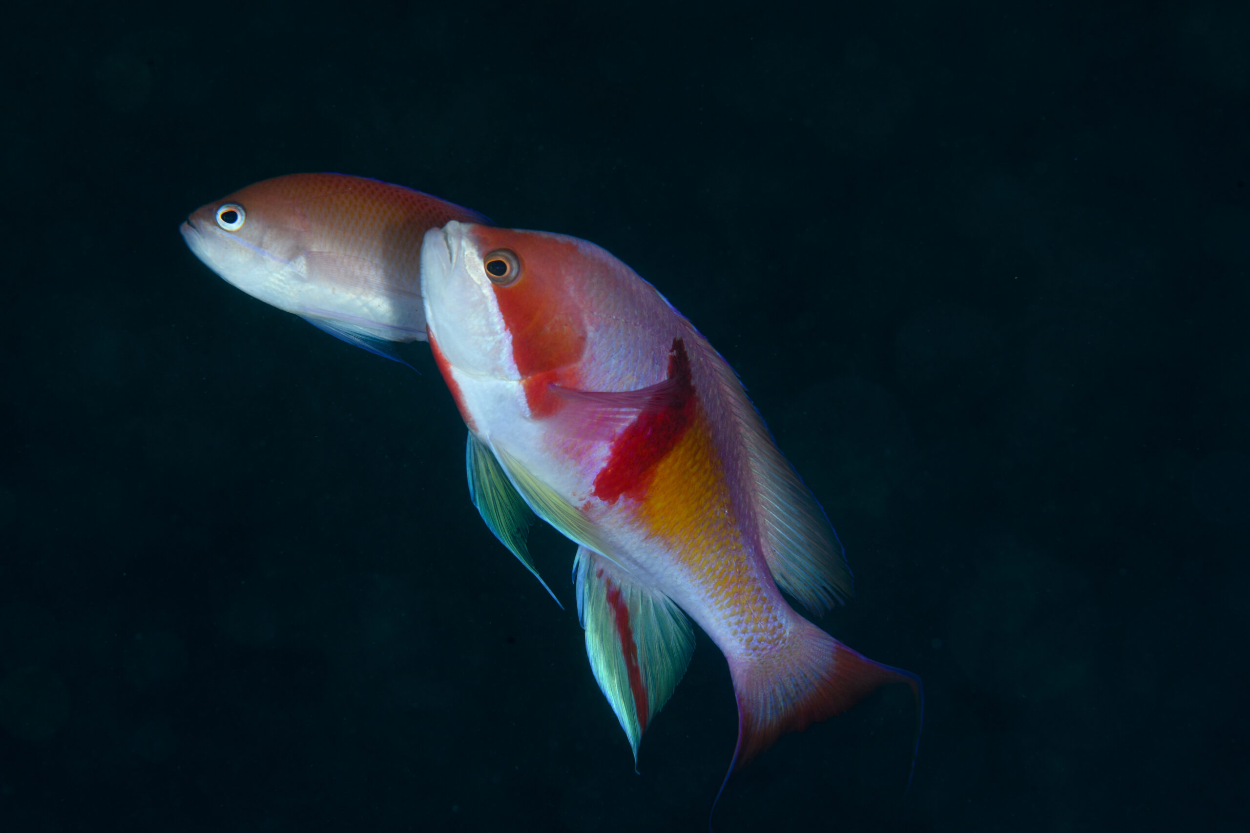 アカオビハナダイの婚姻色（Pseudanthias rubrizonatus）