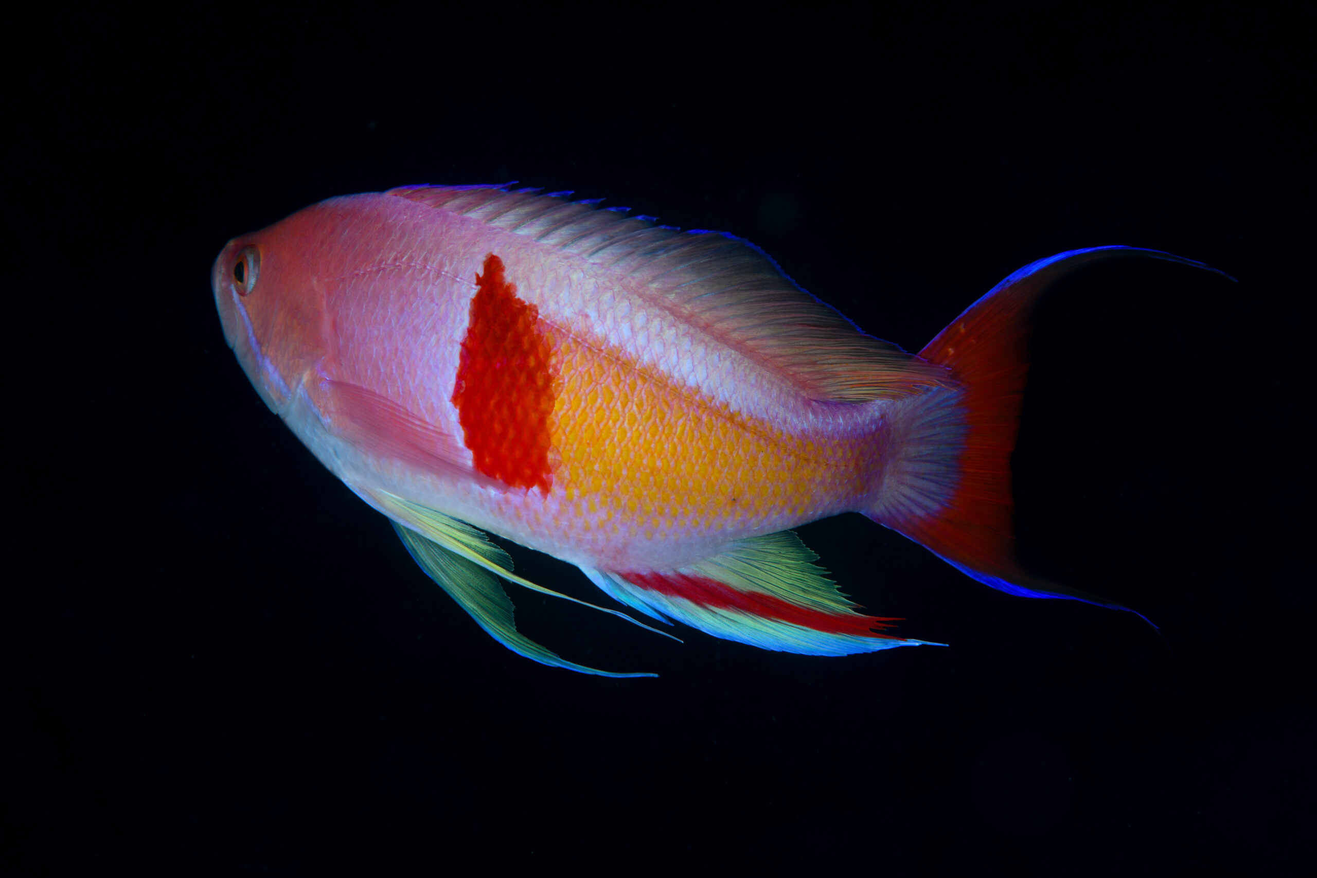 アカオビハナダイの婚姻色（Pseudanthias rubrizonatus）