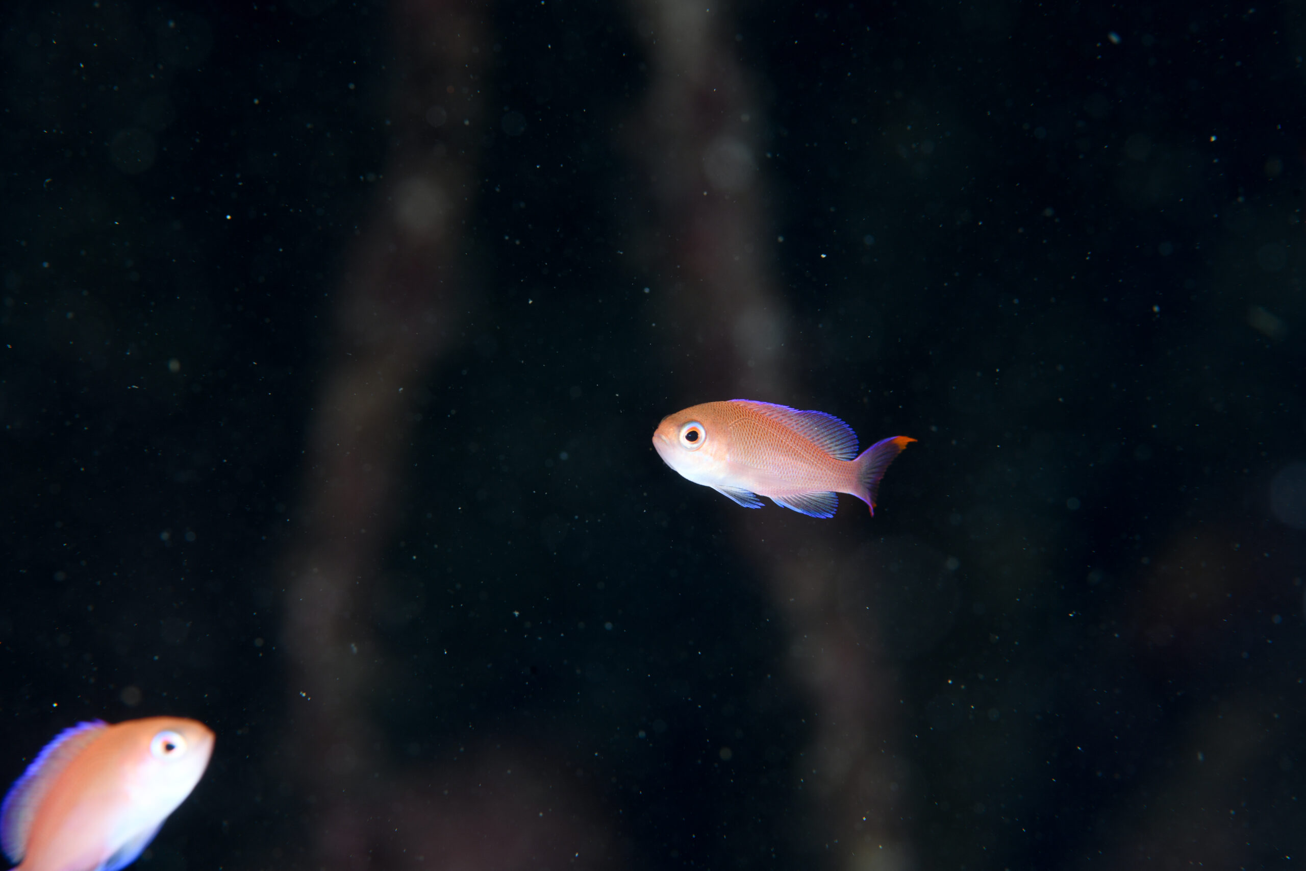 アカオビハナダイの幼魚（Pseudanthias rubrizonatus）