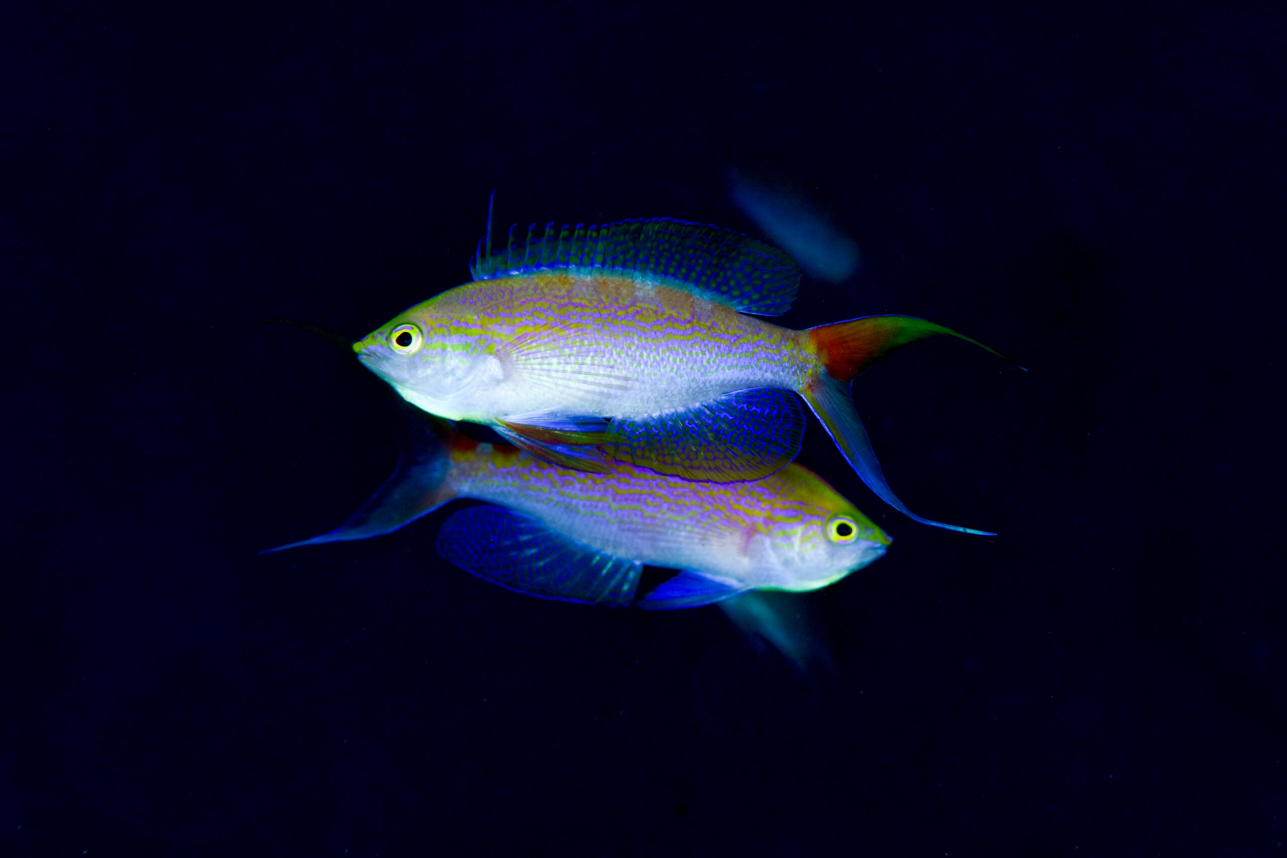 アサヒハナゴイの婚姻色(Pseudanthias flavoguttatus)