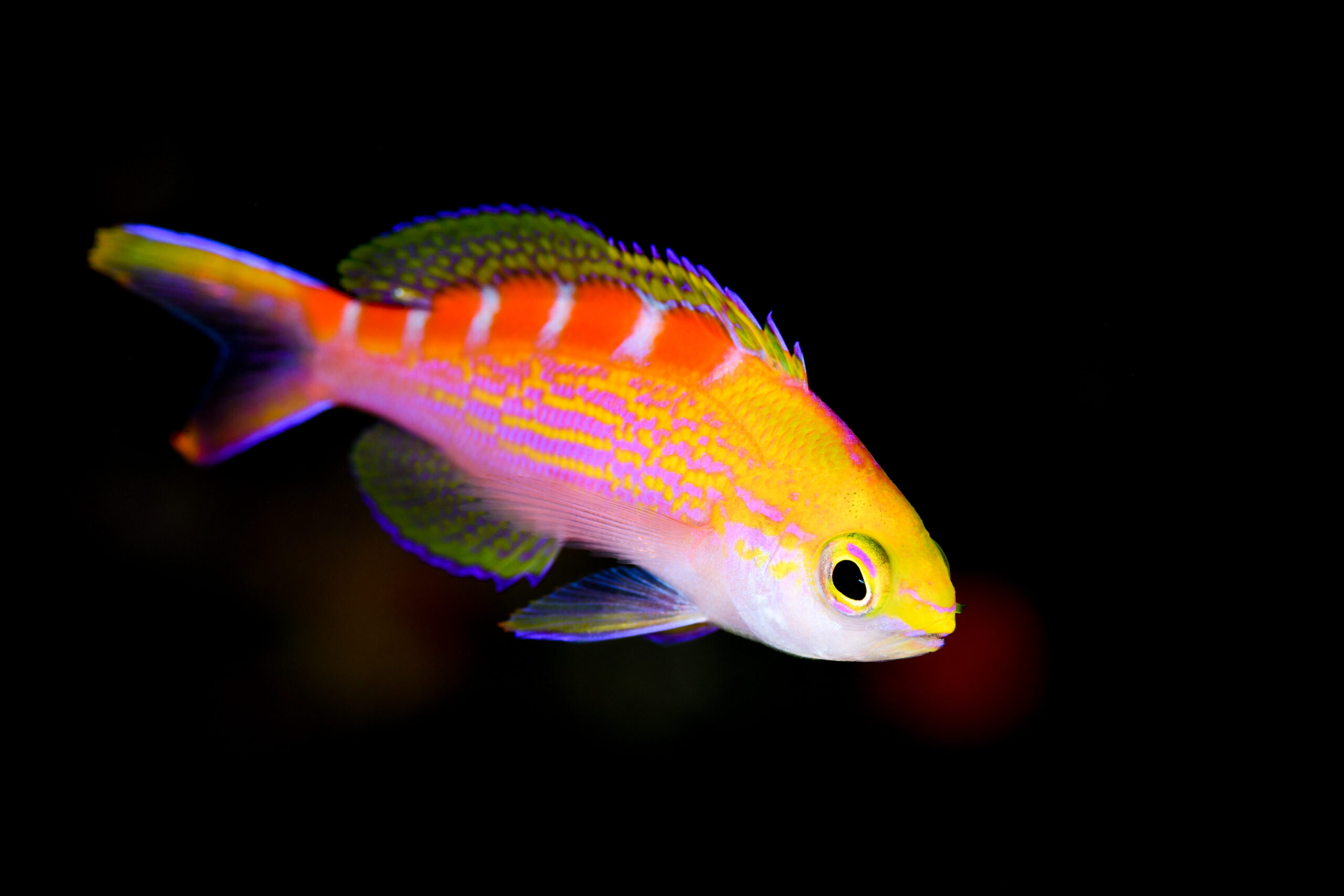 アサヒハナゴイ(Pseudanthias flavoguttatus)