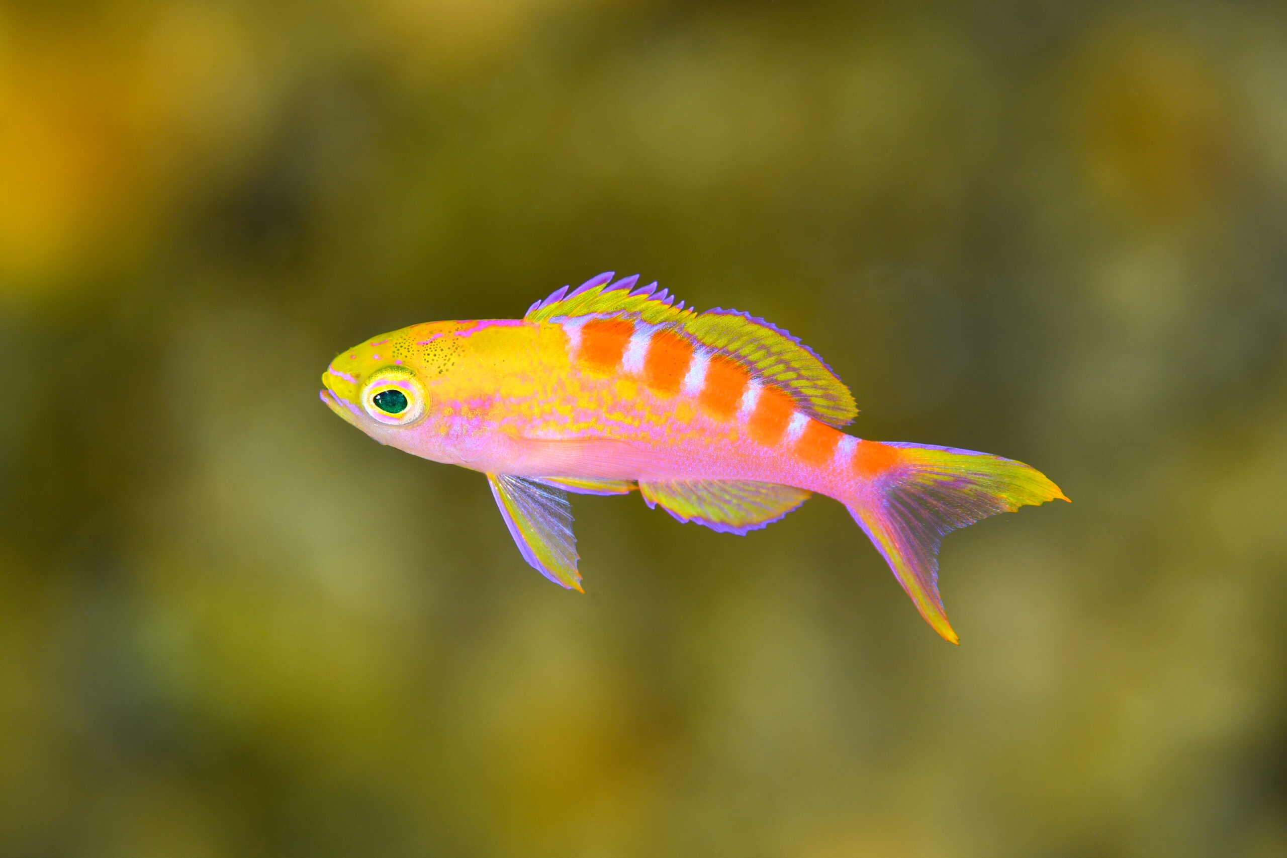アサヒハナゴイ(Pseudanthias flavoguttatus)