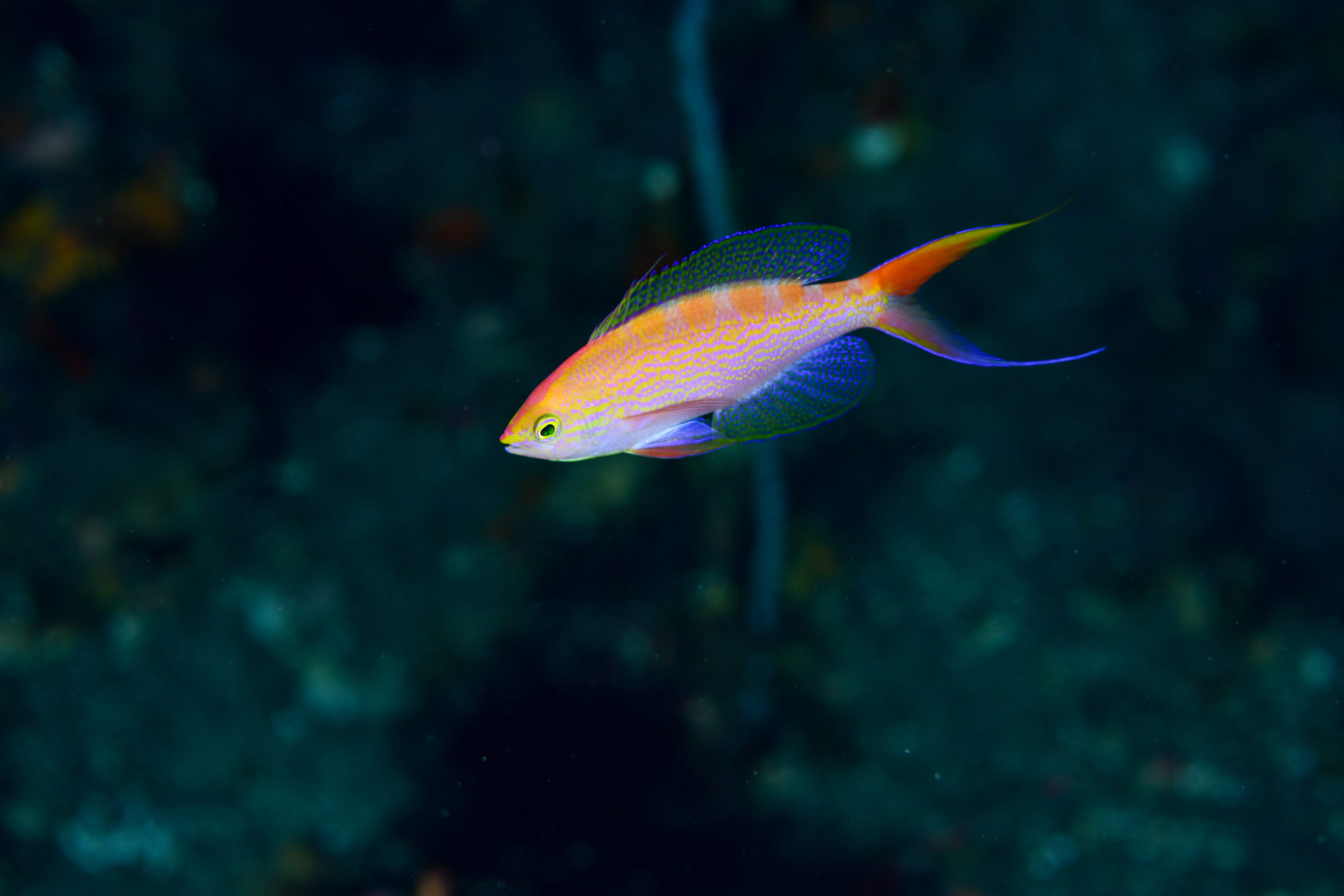 アサヒハナゴイの婚姻色(Pseudanthias flavoguttatus)