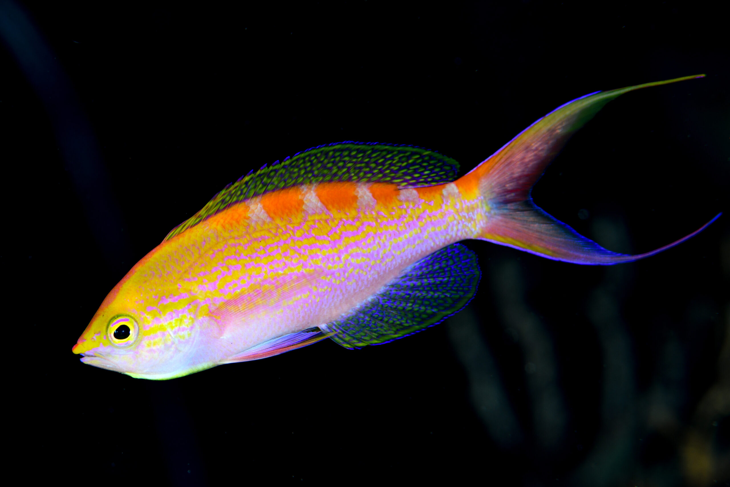 アサヒハナゴイのオス(♂)(Pseudanthias flavoguttatus)