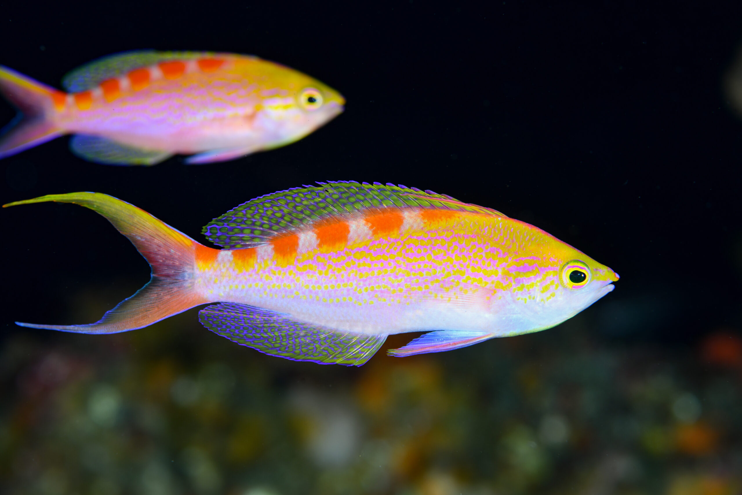 アサヒハナゴイのオス(♂)(Pseudanthias flavoguttatus)