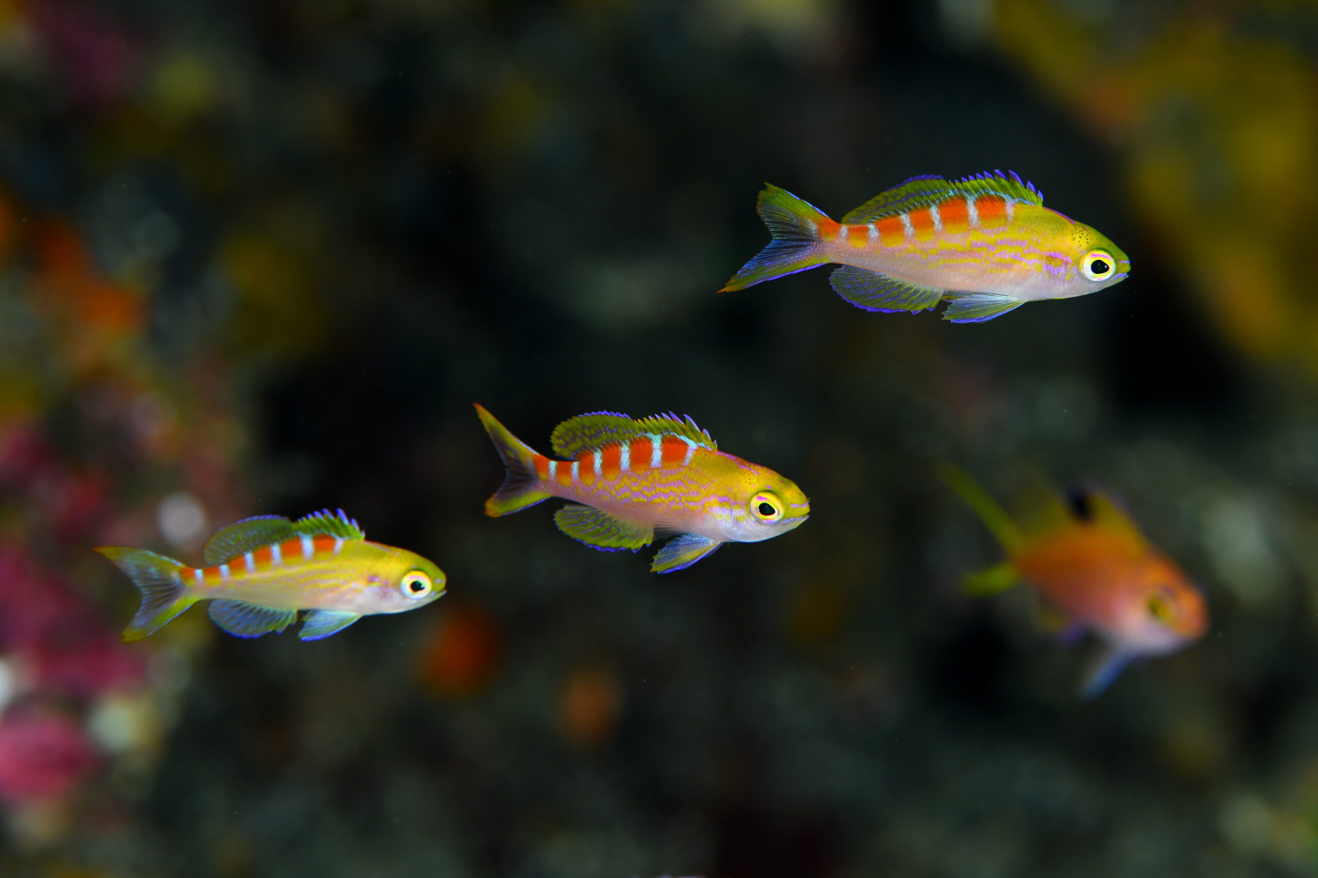 アサヒハナゴイの幼魚（Pseudanthias flavoguttatus）