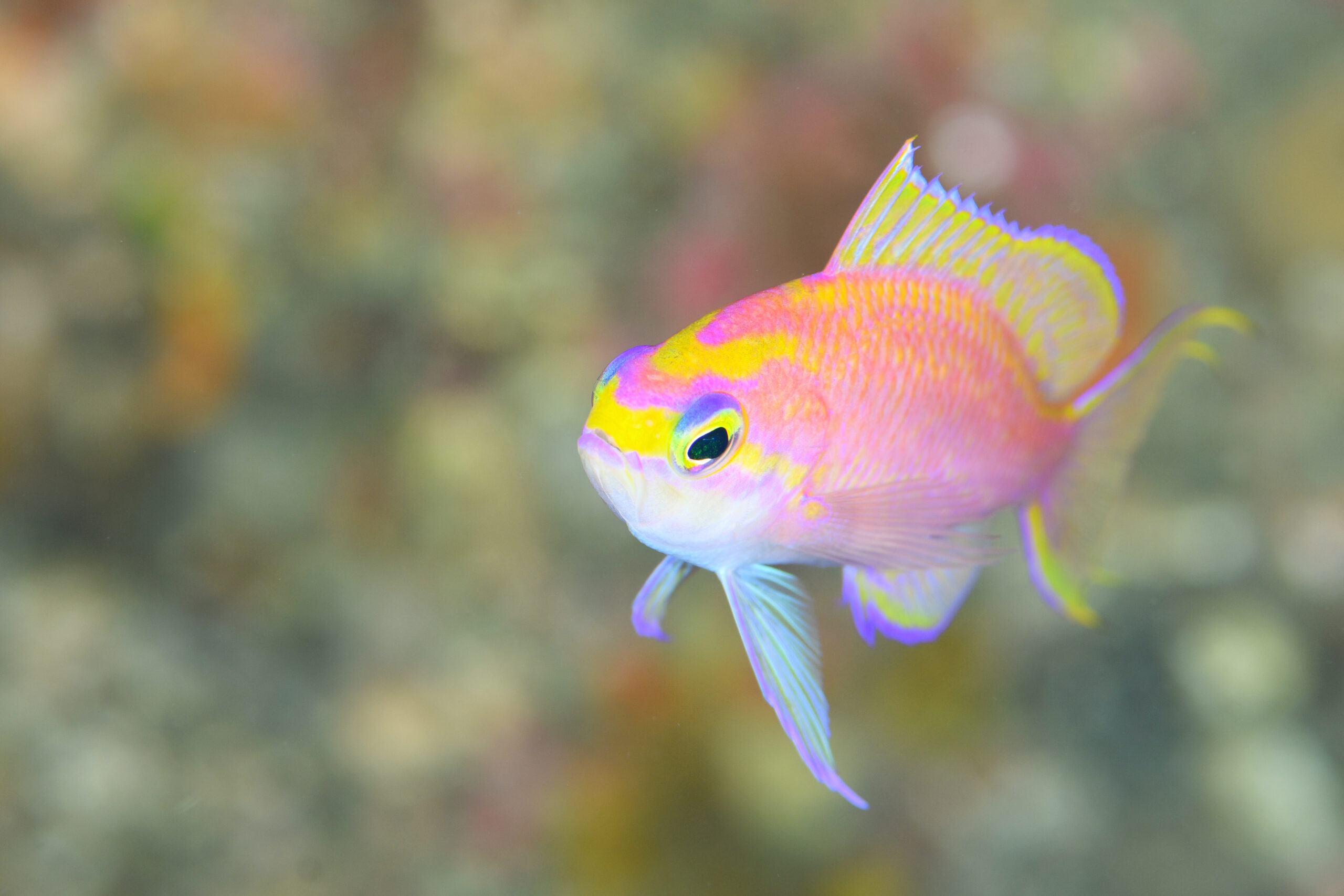 イトヒキハナダイのメス(♀)(Tosanoides filamentosus)