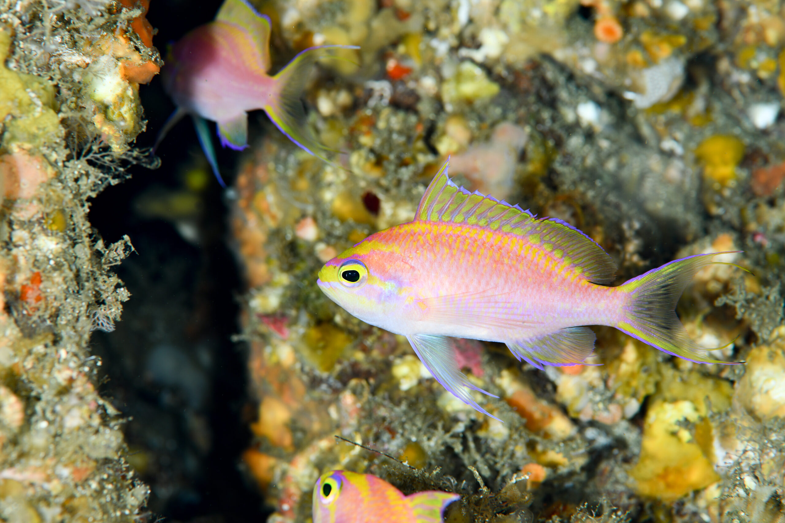 イトヒキハナダイのメス(♀)(Tosanoides filamentosus)