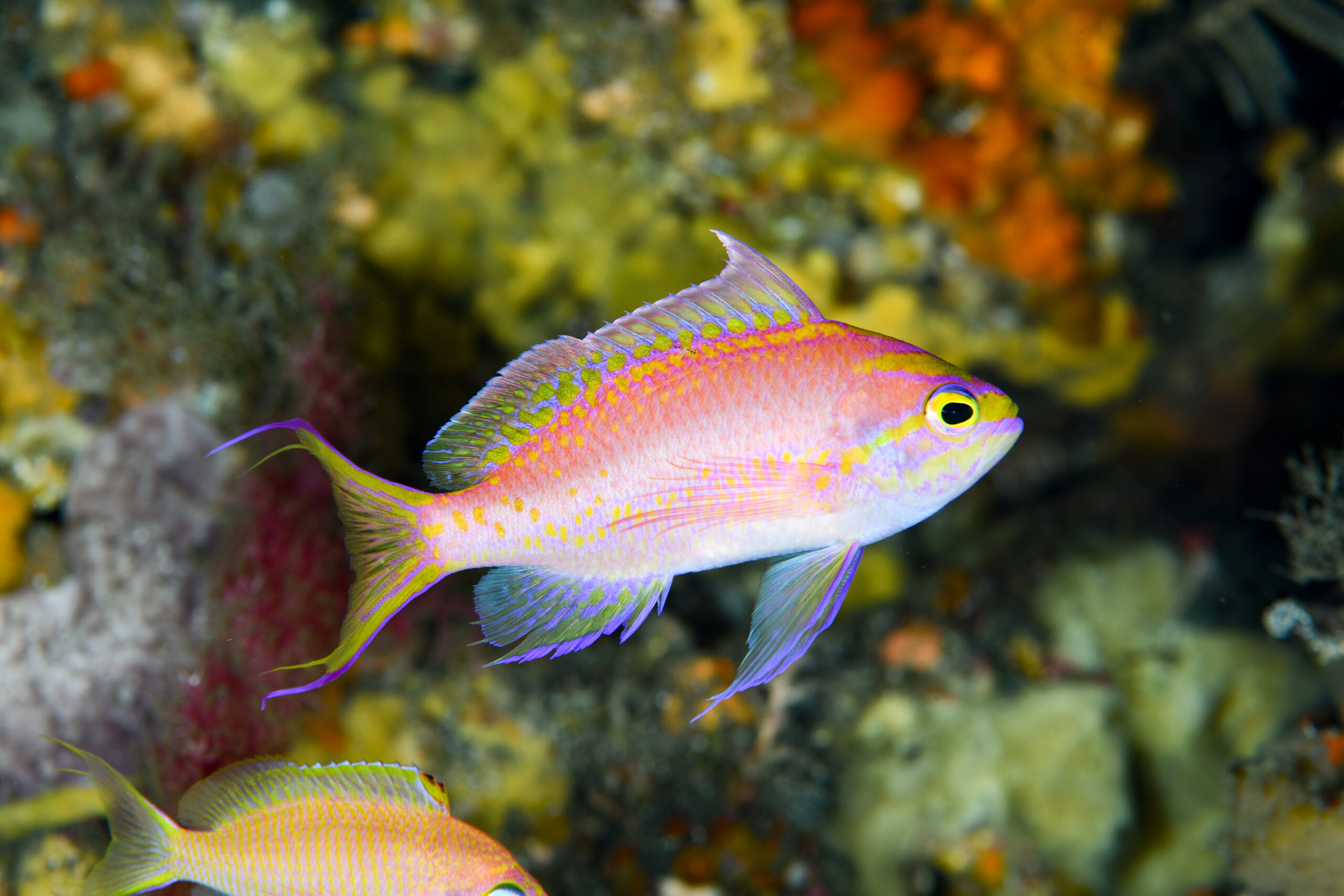 イトヒキハナダイのオス(♂)(Tosanoides filamentosus)