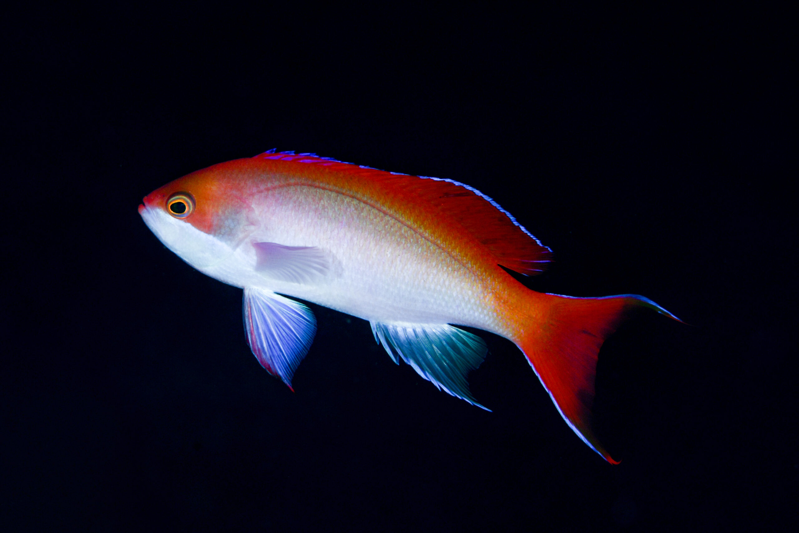 カシワハナダイのオス(♂)(Pseudanthias cooperi)