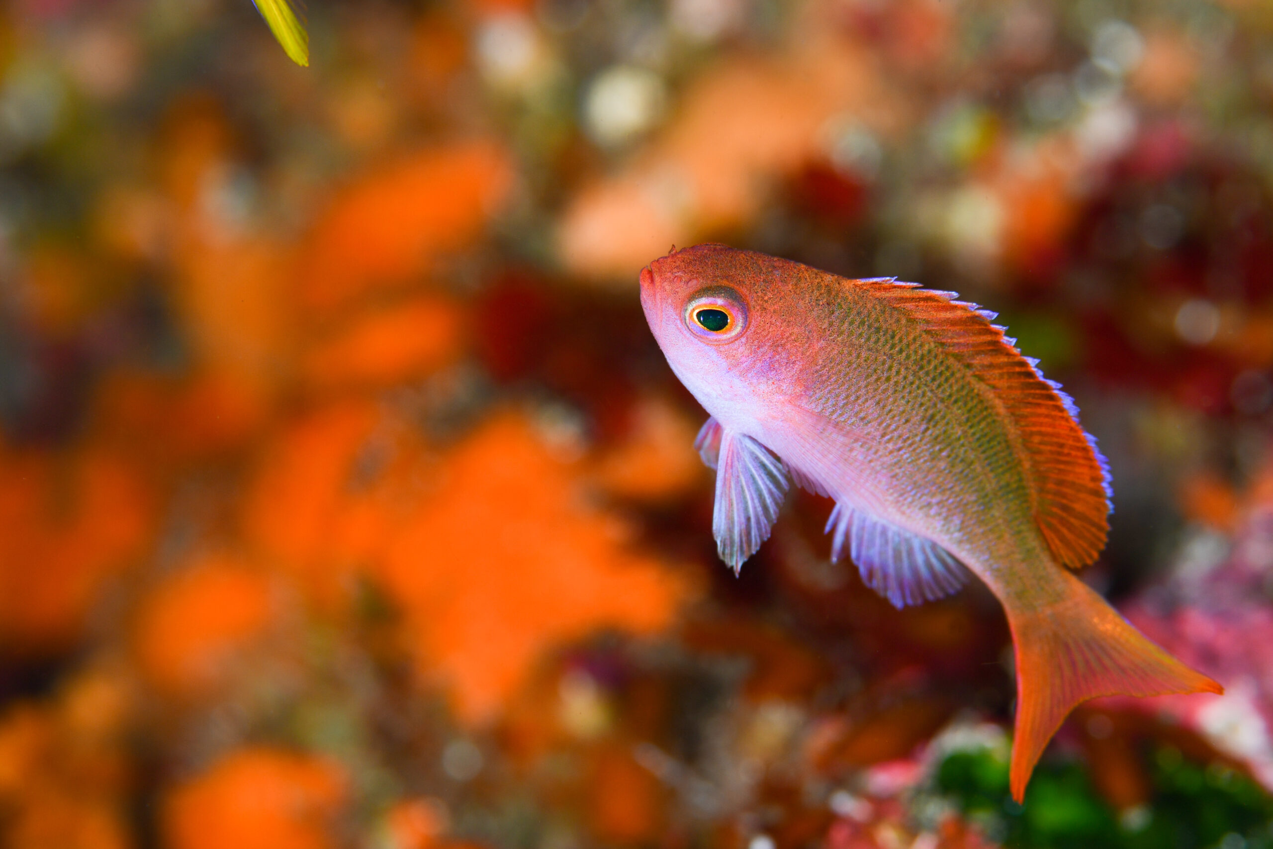 カシワハナダイの幼魚(Pseudanthias cooperi)
