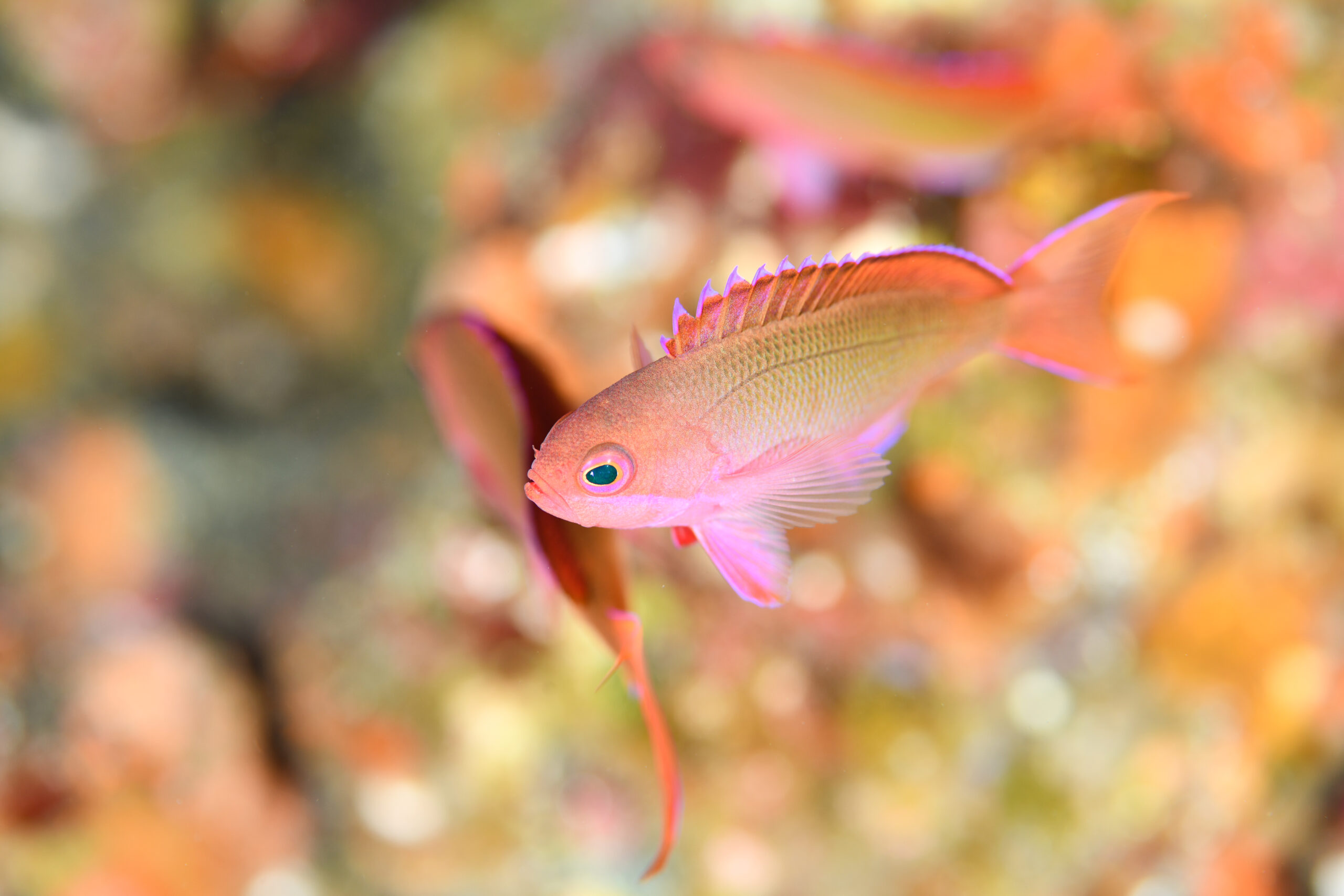 カシワハナダイの幼魚(Pseudanthias cooperi)