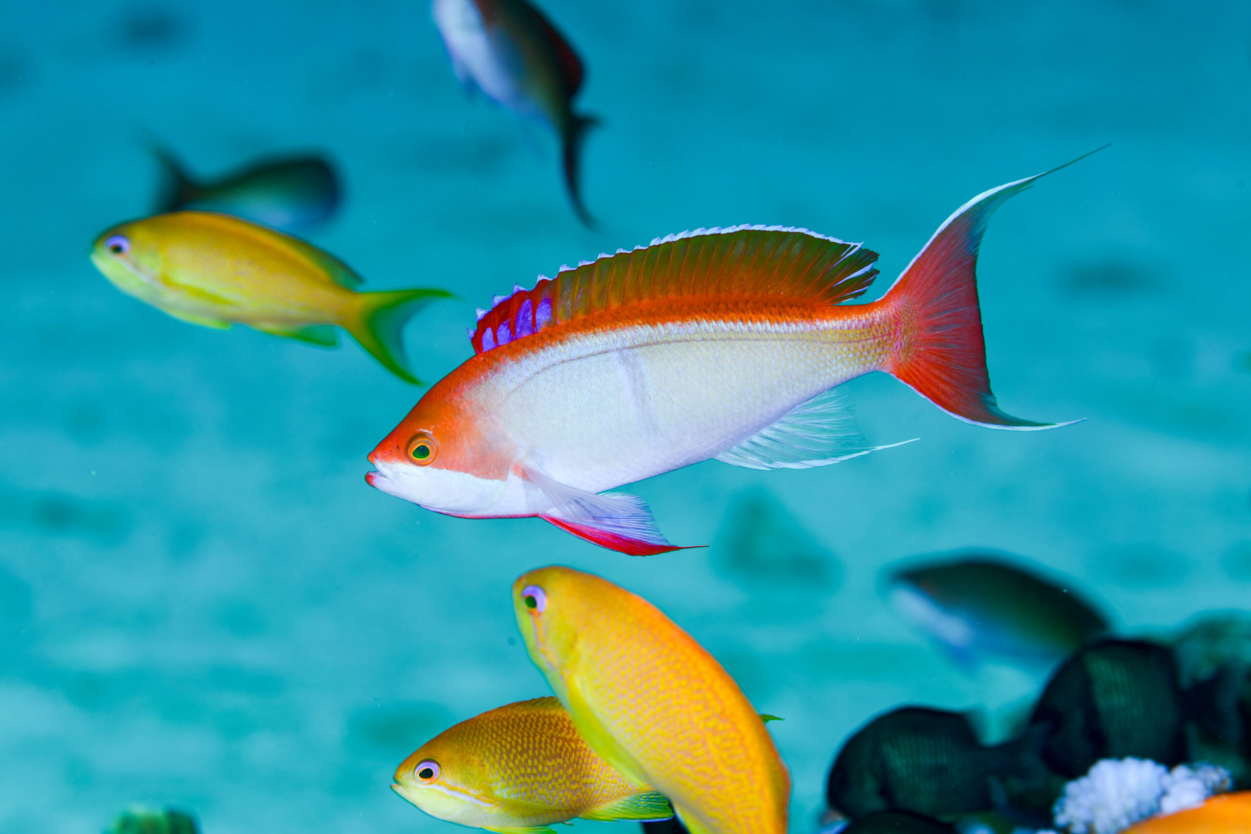 カシワハナダイの婚姻色(Pseudanthias cooperi)