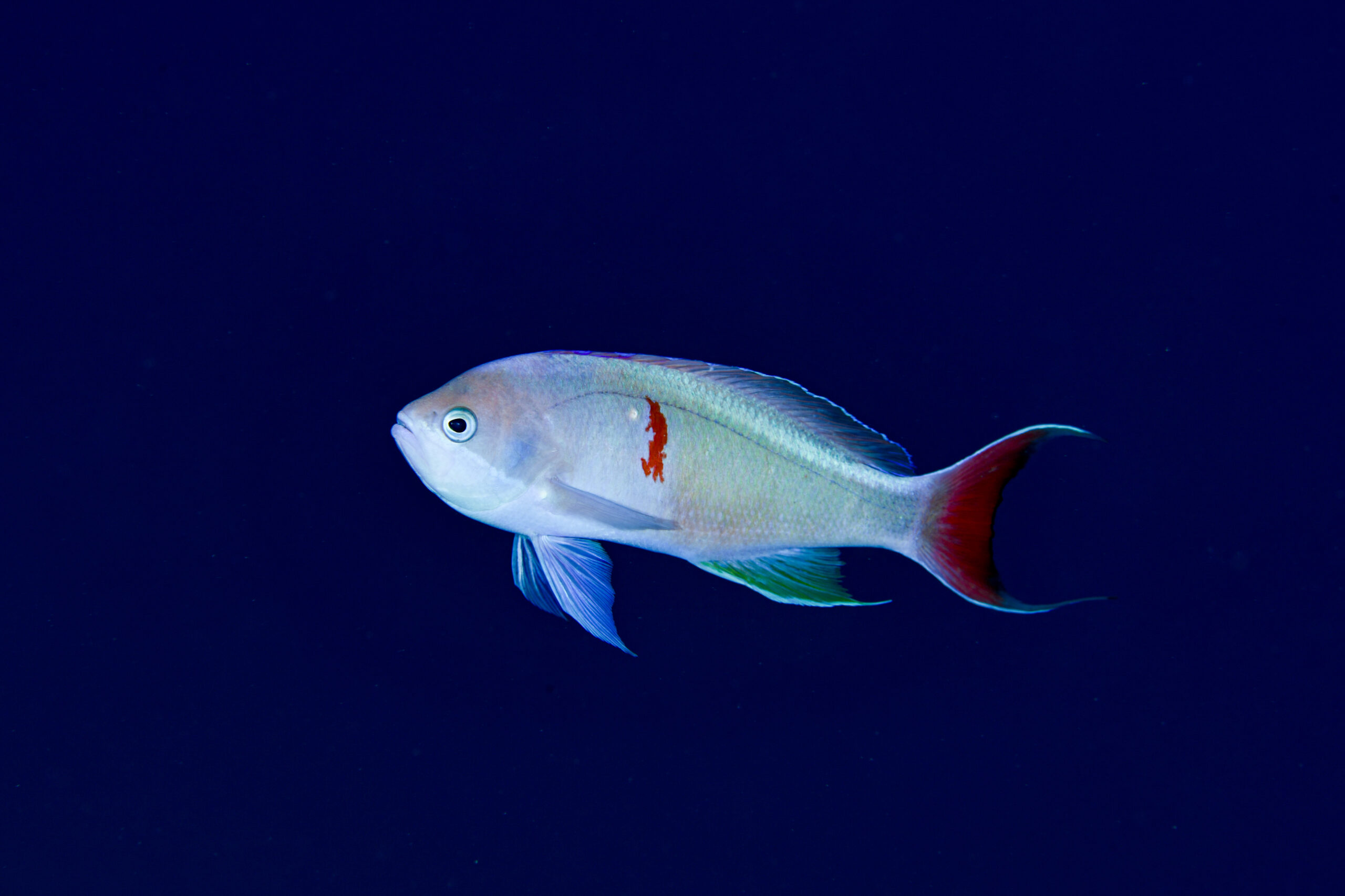 カシワハナダイの婚姻色(Pseudanthias cooperi)