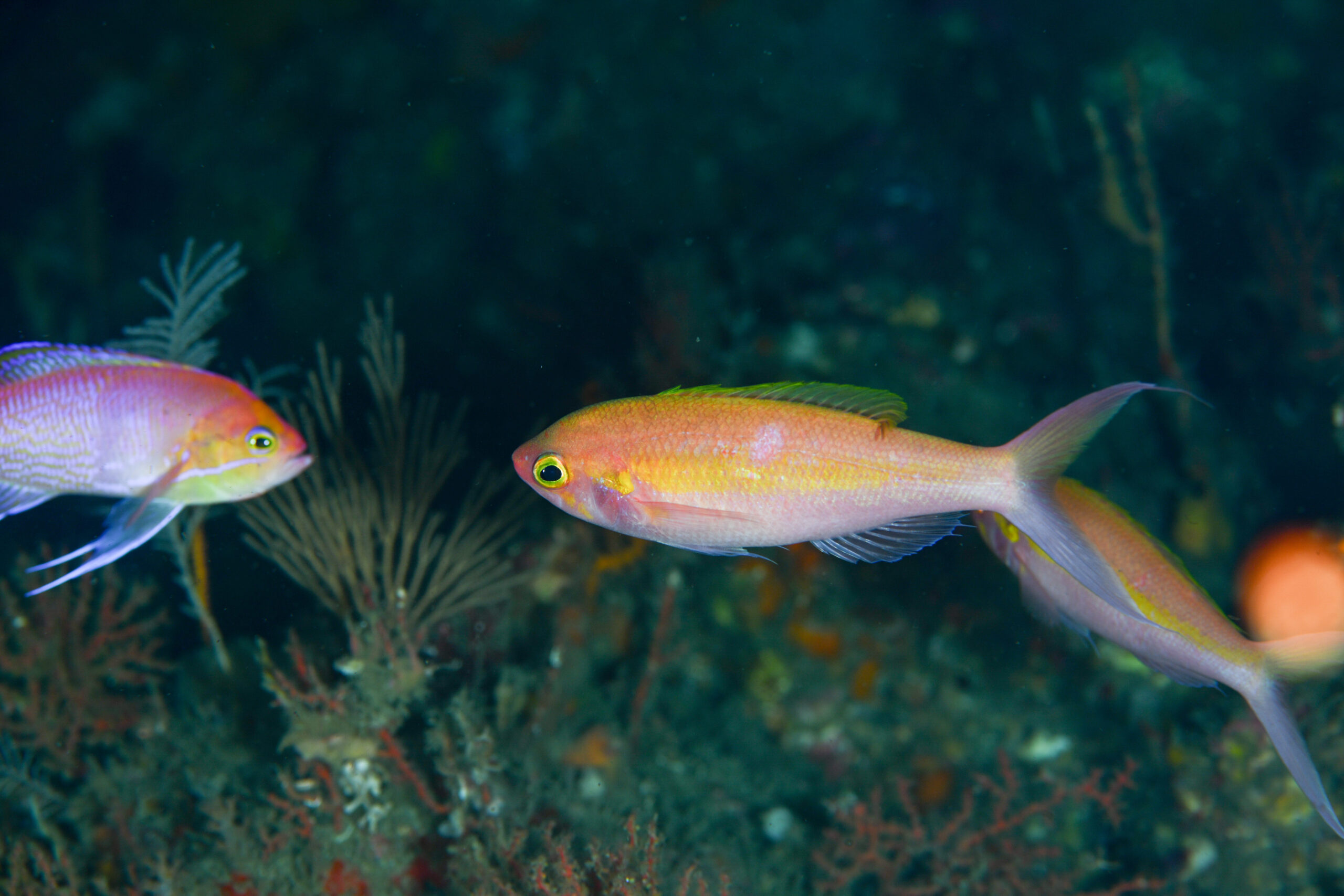 カワリハナダイ（Symphysanodon katayamai）