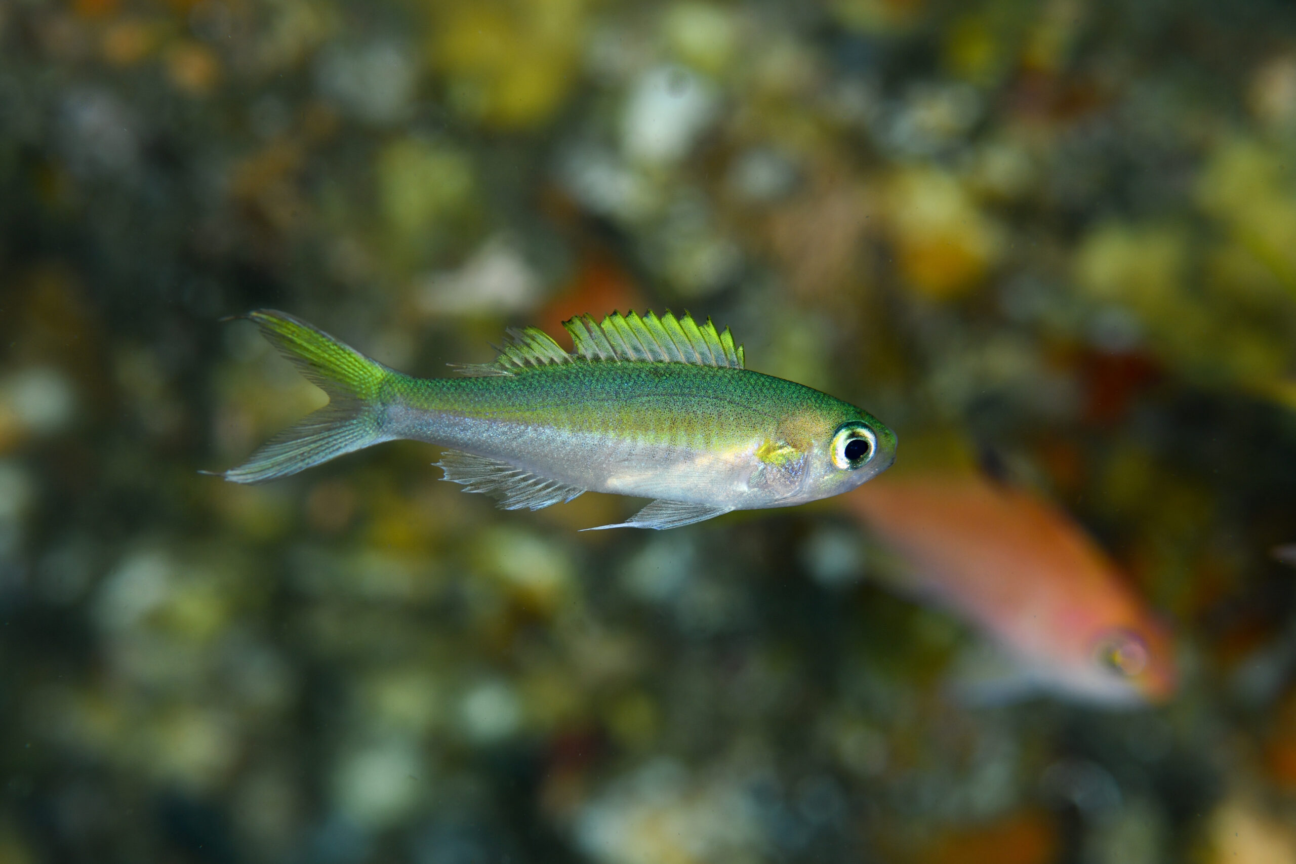 カワリハナダイの幼魚（Symphysanodon katayamai）